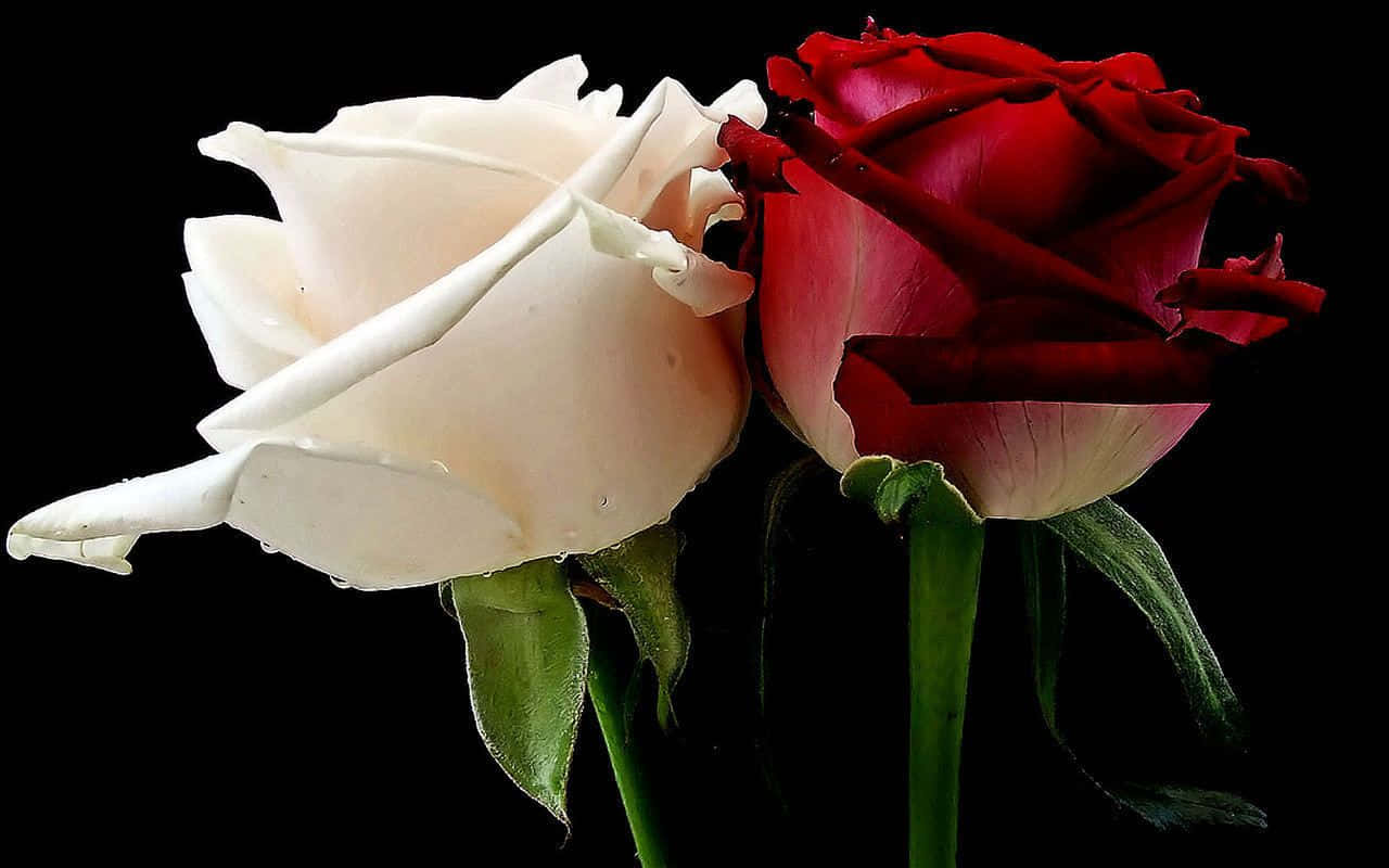 white rose, deep red rose, dewdrops, HD Desktop Wallpaper