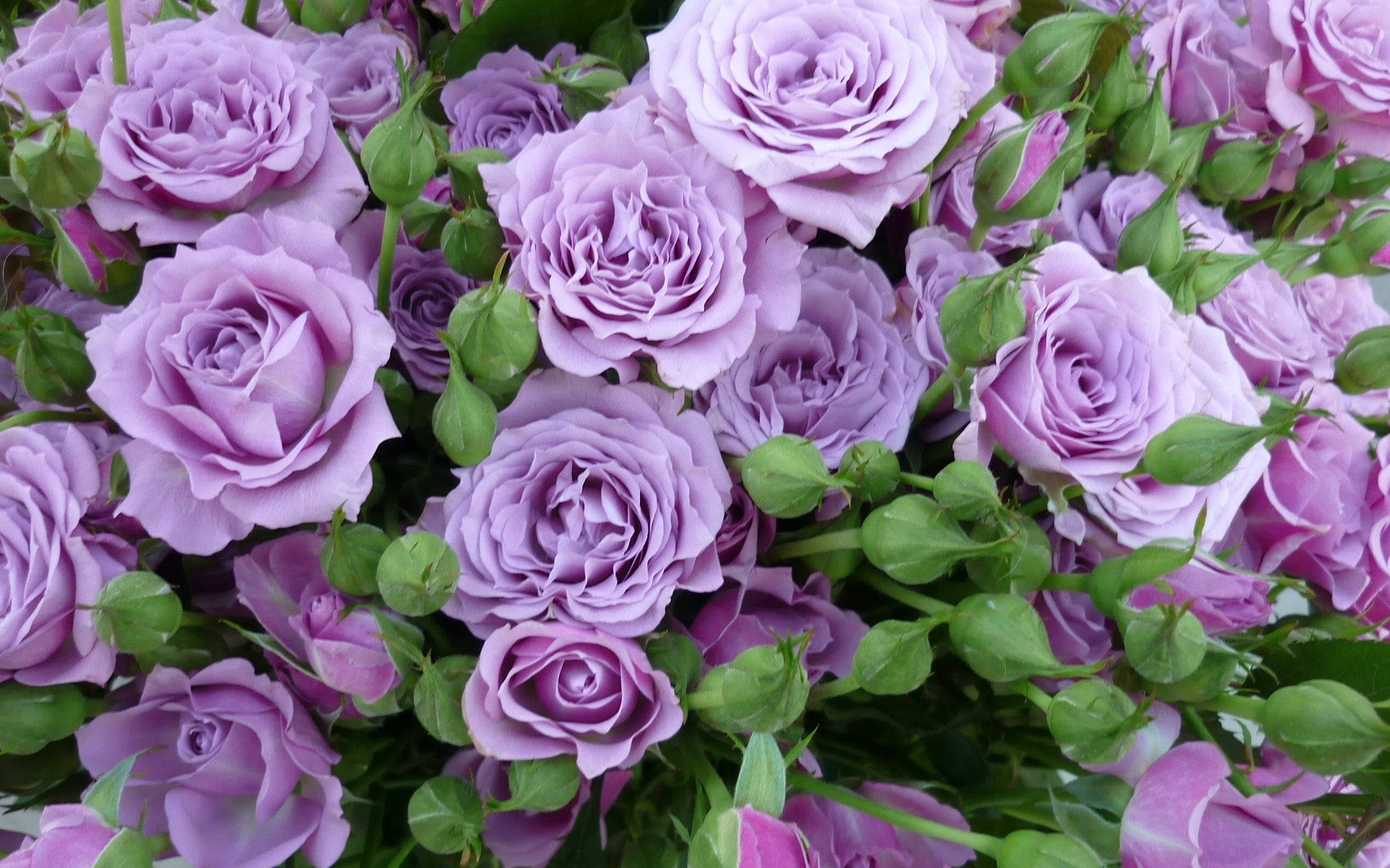 lilac rose aesthetic, lavender roses, vibrant green buds, 2K Desktop Wallpaper