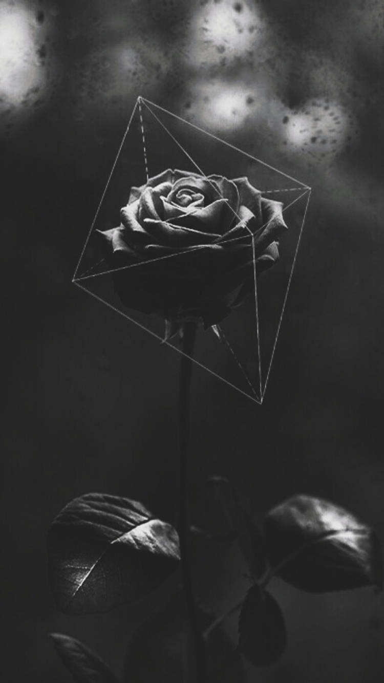 geometric pattern, black rose, iPhone, HD Phone Wallpaper