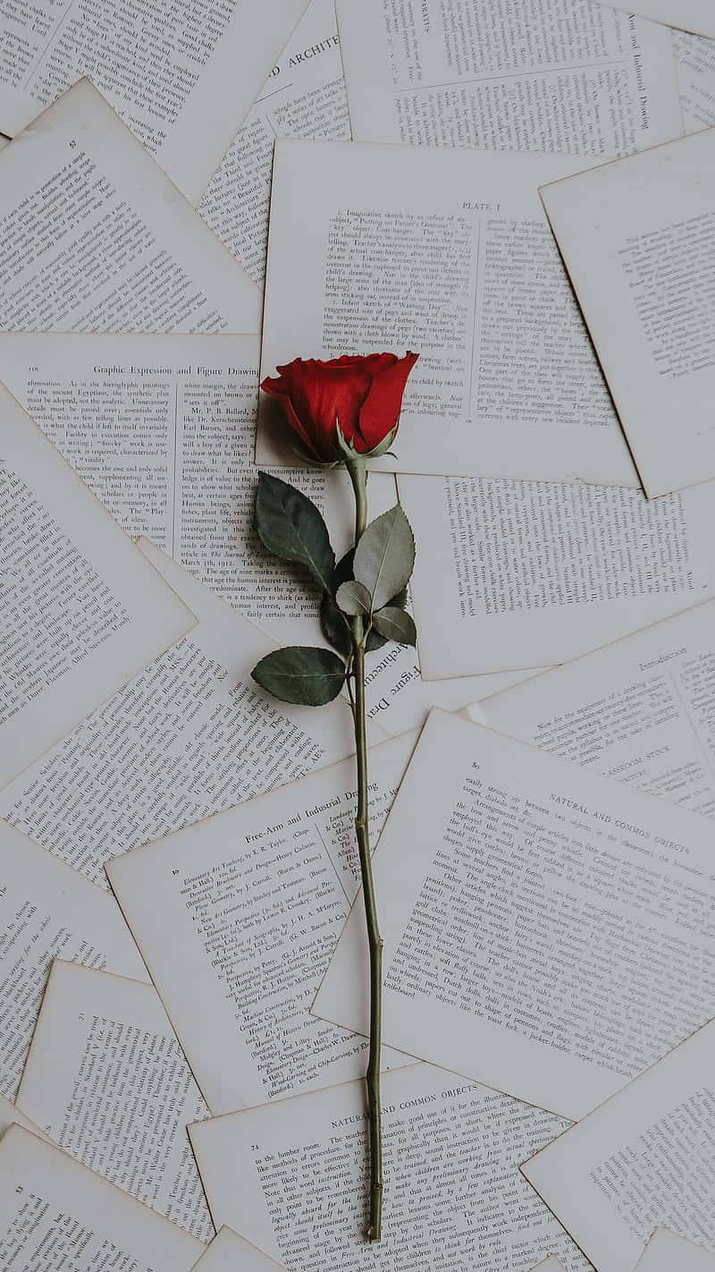 red rose, green stem, leaves, HD Phone Wallpaper