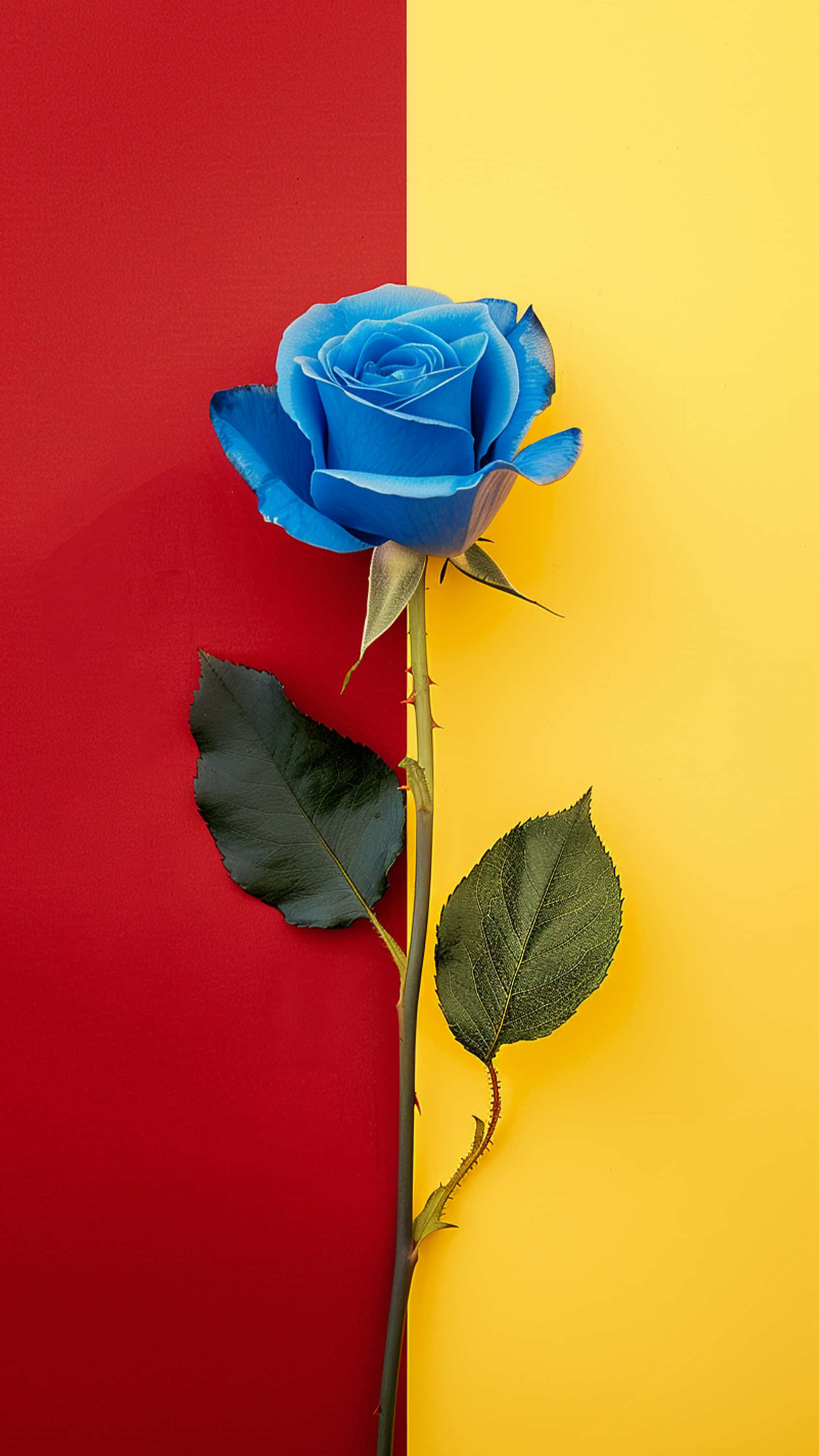 blue rose, green leaves, red and yellow split background, 2K Phone Wallpaper