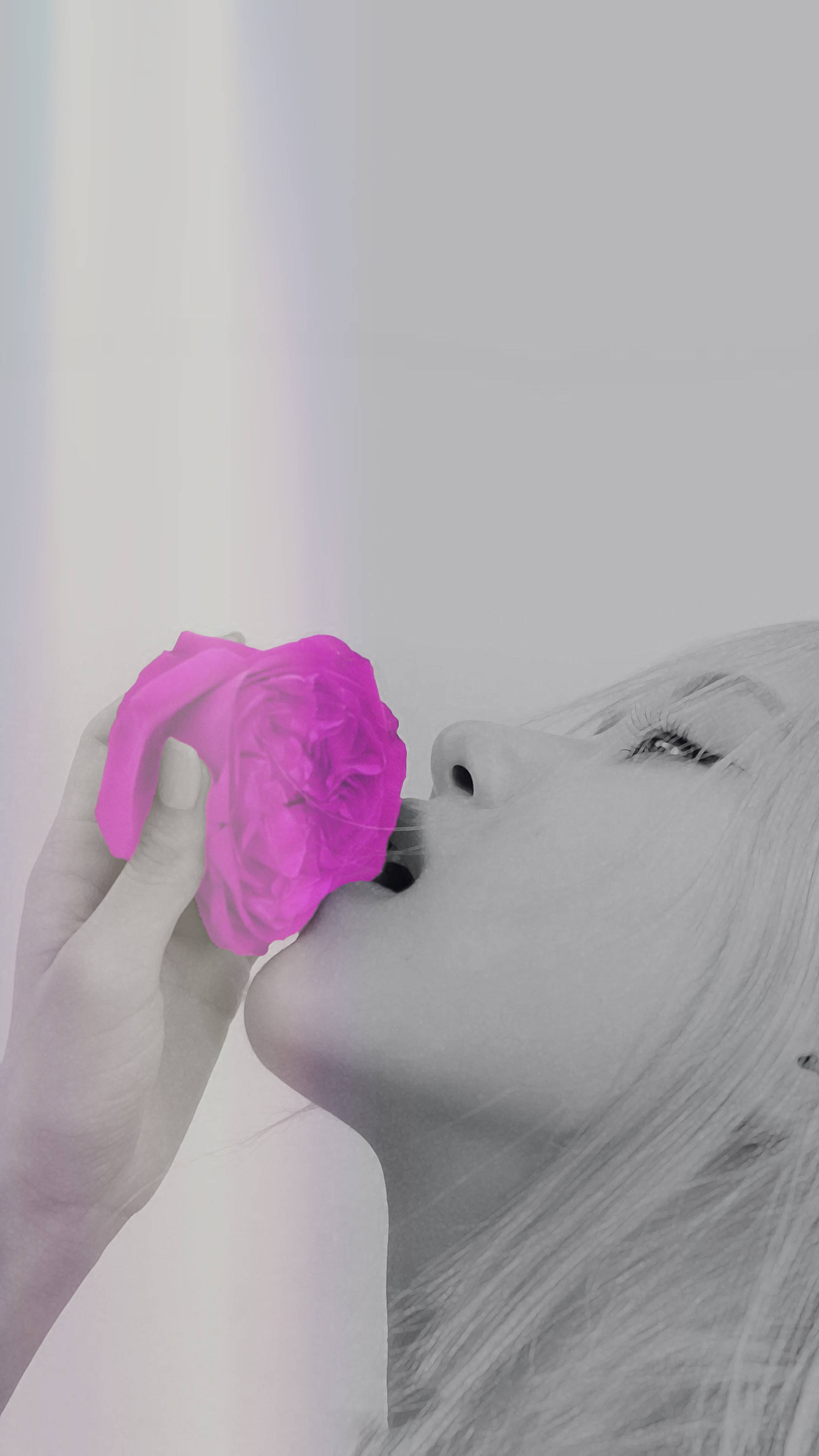 Rose Blackpink, vivid pink rose, monochrome portrait, 4K Phone Wallpaper