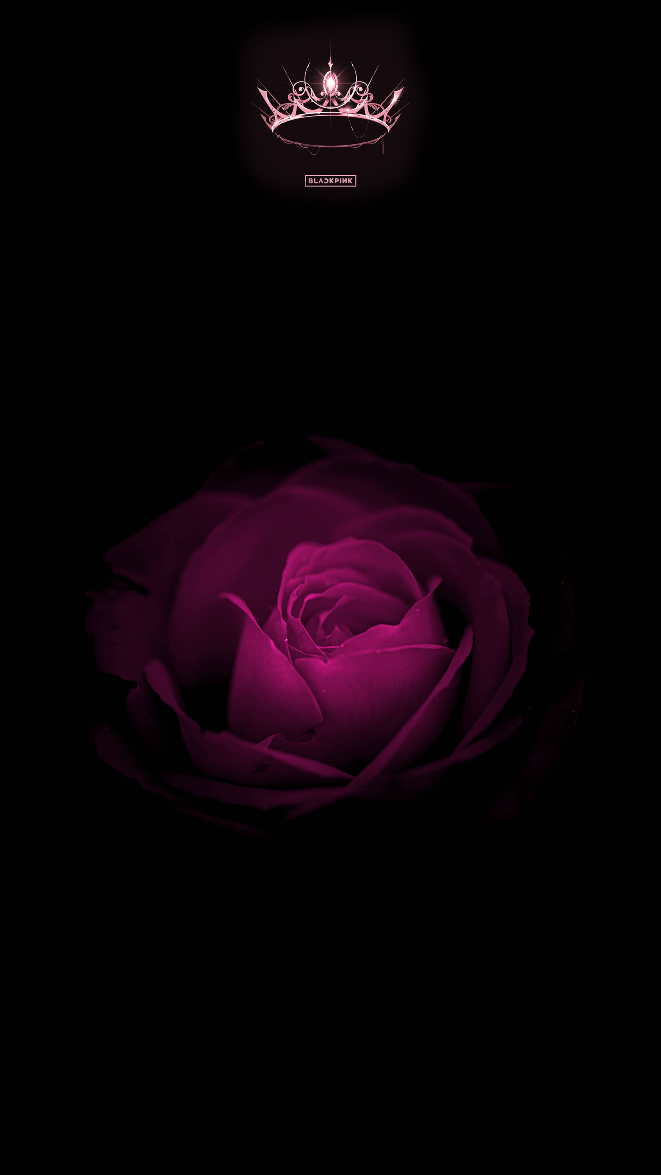 Rose Blackpink, magenta rose, pure black, 4K Phone Wallpaper