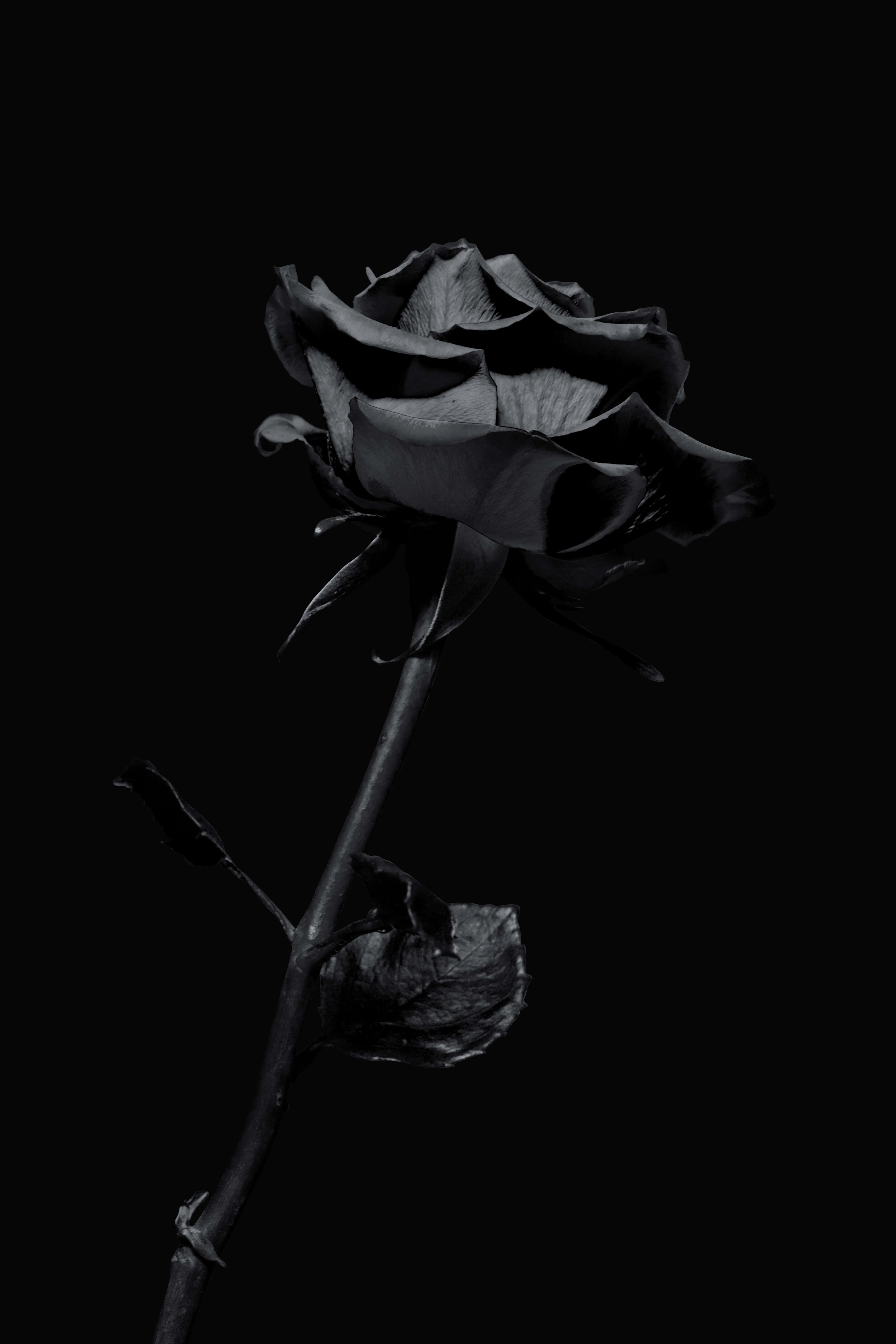 black rose, wilted petals, drooping stem, 5K Phone Wallpaper