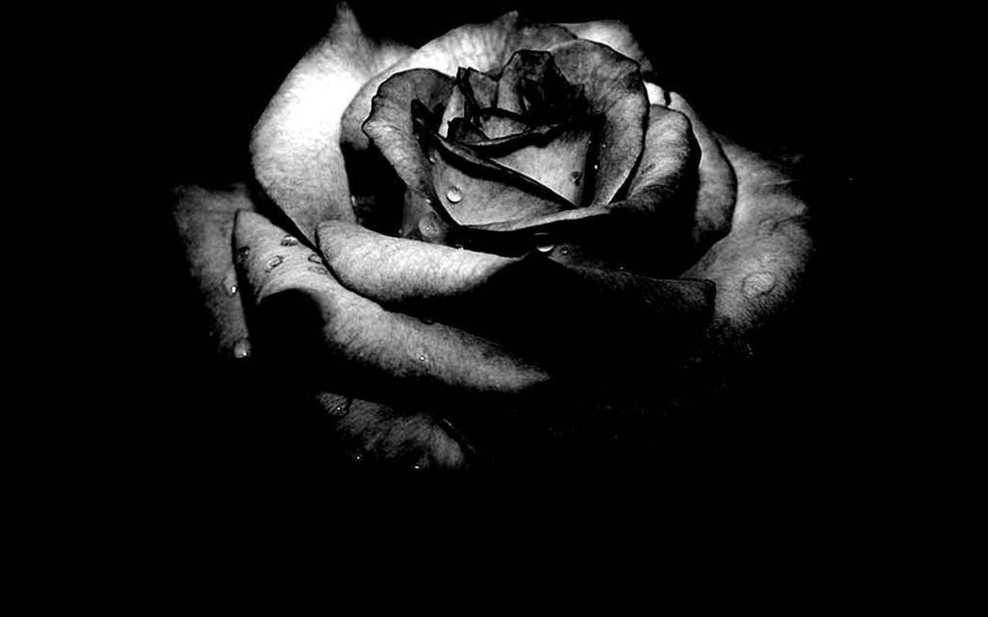 Rose Blackpink, black page, wilting rose, HD Desktop Wallpaper