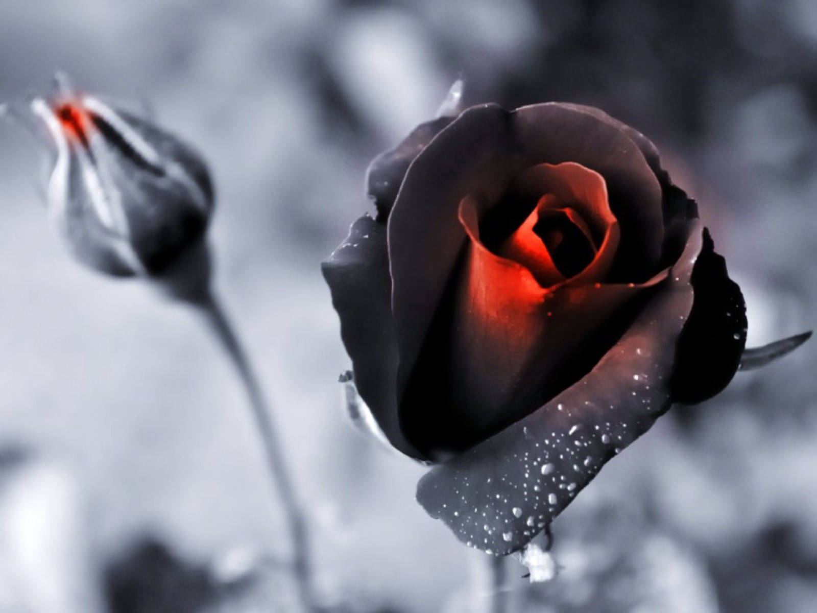 fading black rose, glowing red center, dewdrops, HD Desktop Wallpaper