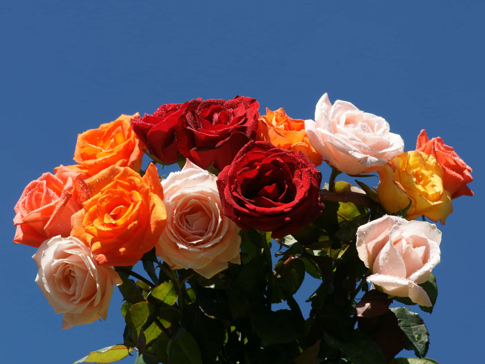 colorful rose bouquet, vibrant multicolored roses, dewdrops, HD Desktop Wallpaper