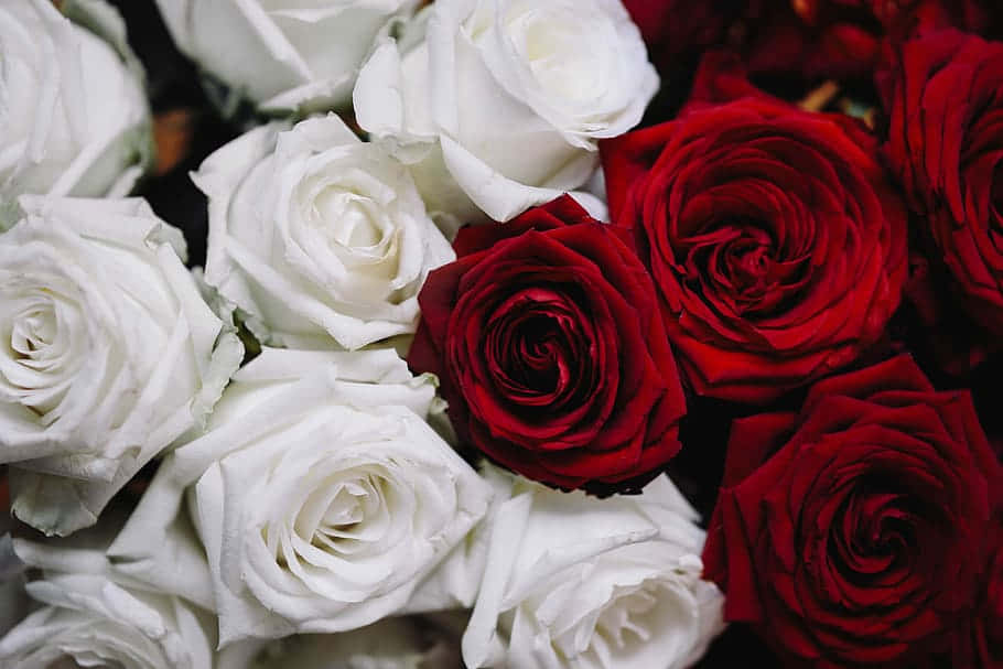 red and white roses, deep red roses, white roses, SD Desktop Wallpaper