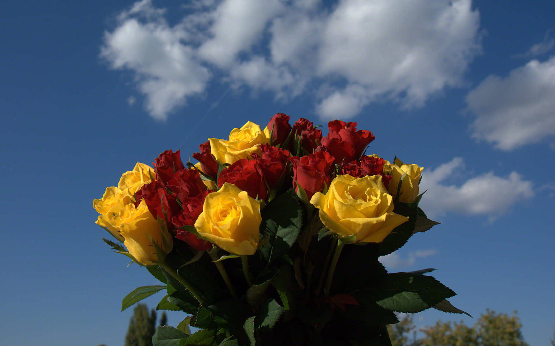 yellow red rose bouquet, bright blue sky, fluffy white clouds, Full HD Desktop Wallpaper