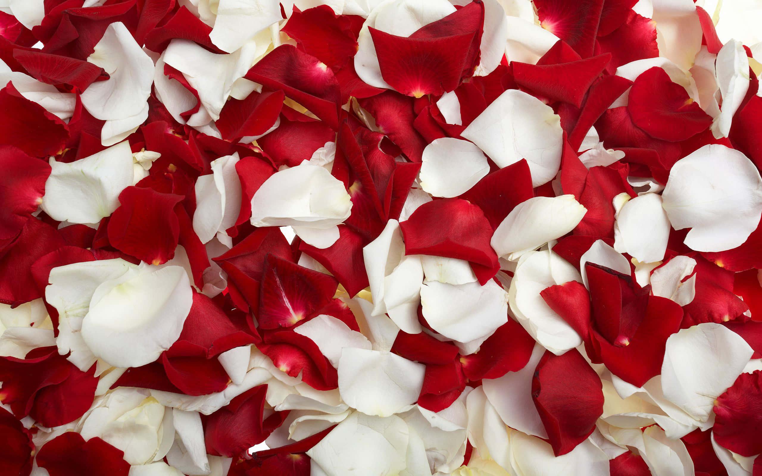 red and white roses, vibrant red rose petals, pure white rose petals, 2K Desktop Wallpaper