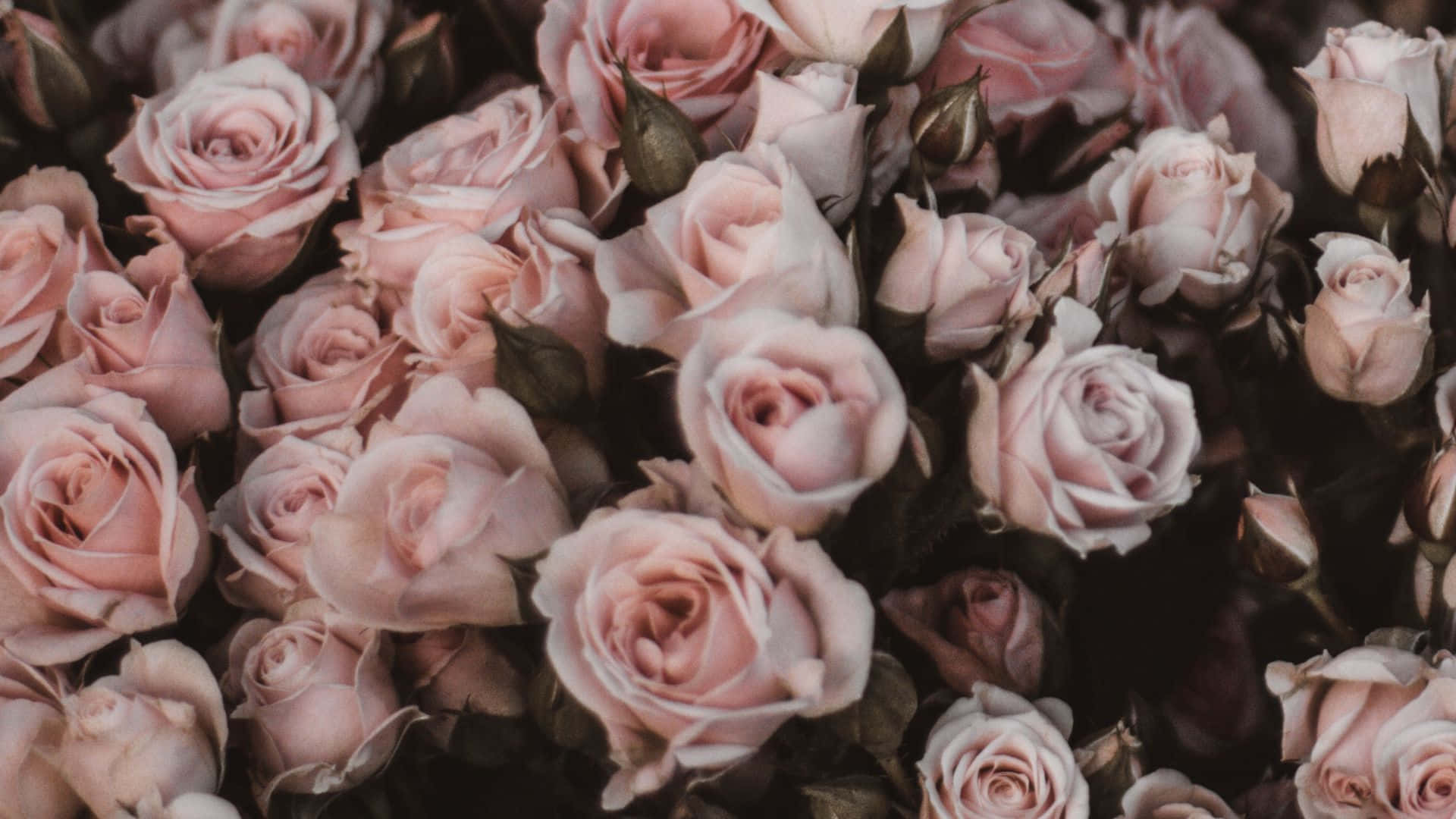 rose bouquet, pastel pale pink, soft pink roses, Full HD Desktop Wallpaper