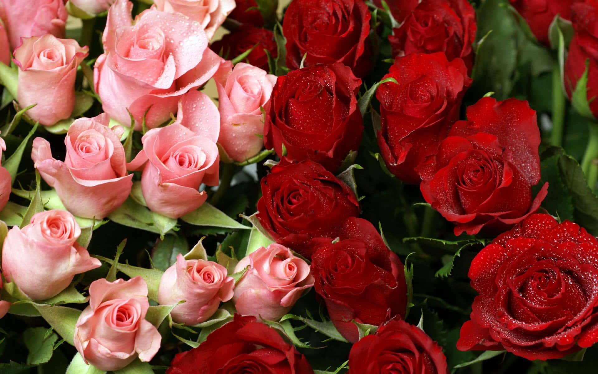 red rose, pink rose, dewdrops, Full HD Desktop Wallpaper