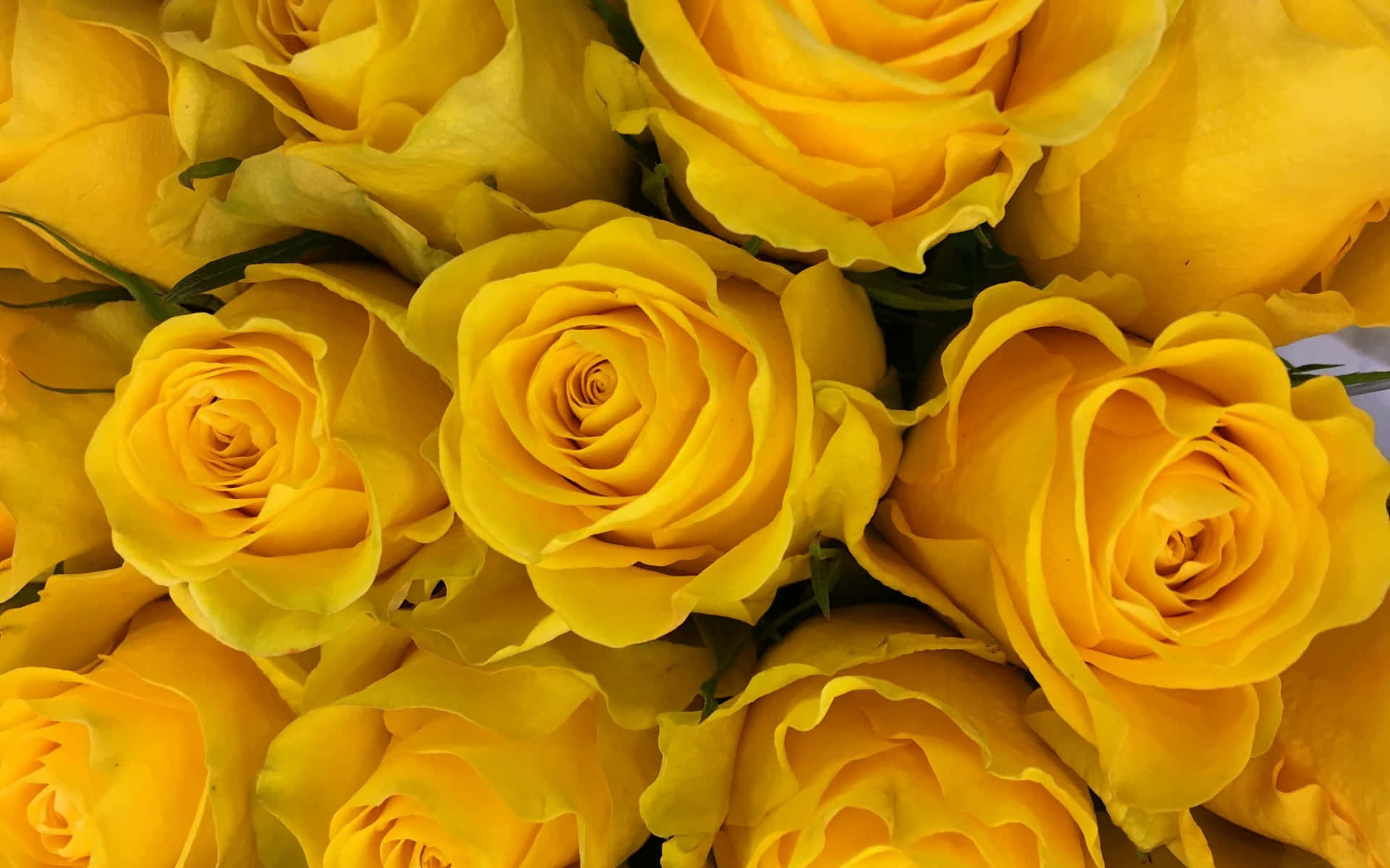 yellow rose bouquet, vibrant yellow roses, delicate petals, Full HD Desktop Wallpaper