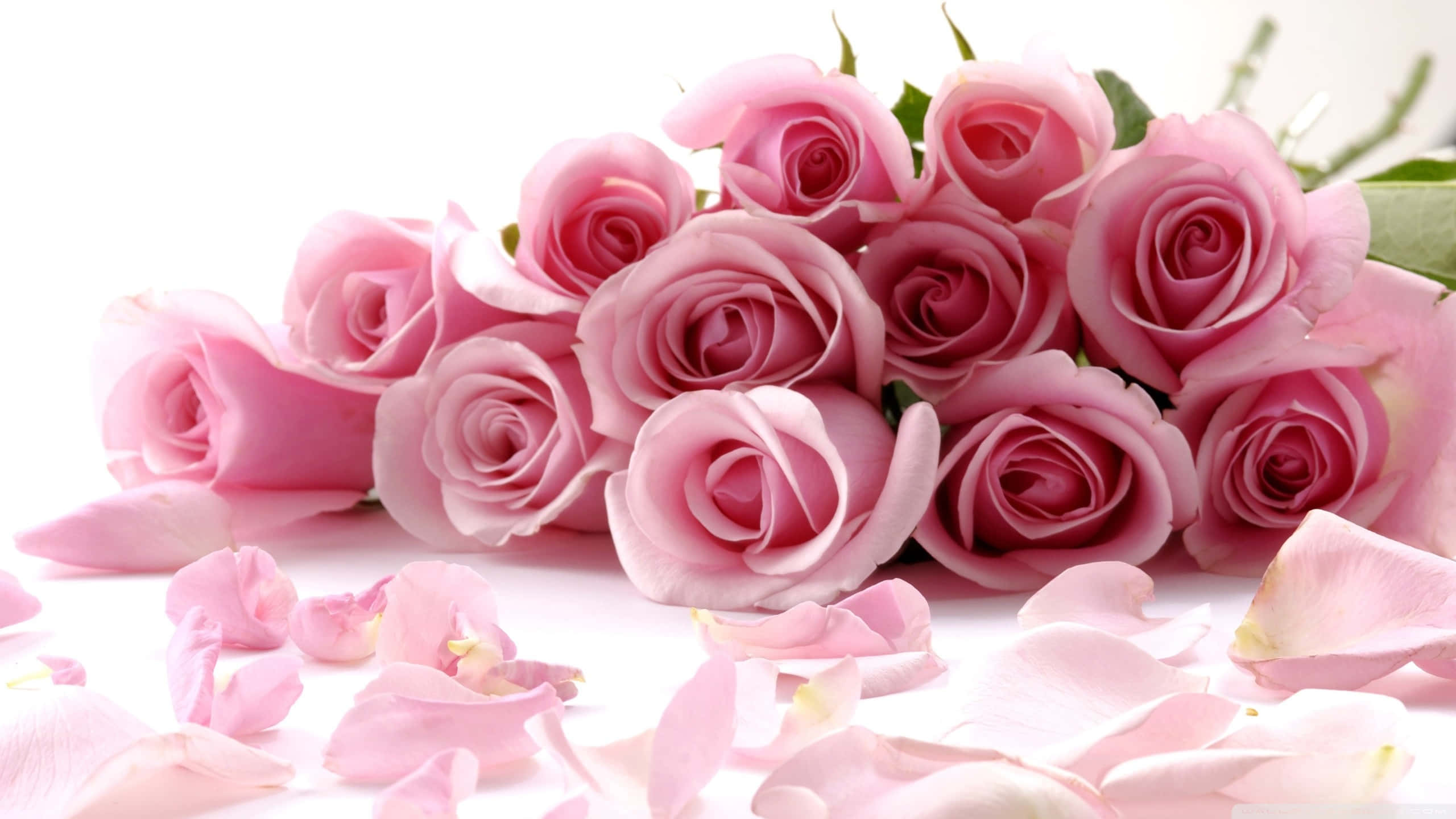 pink garden rose bouquet, soft cluster of pink roses, scattered petals, 2K Desktop Wallpaper