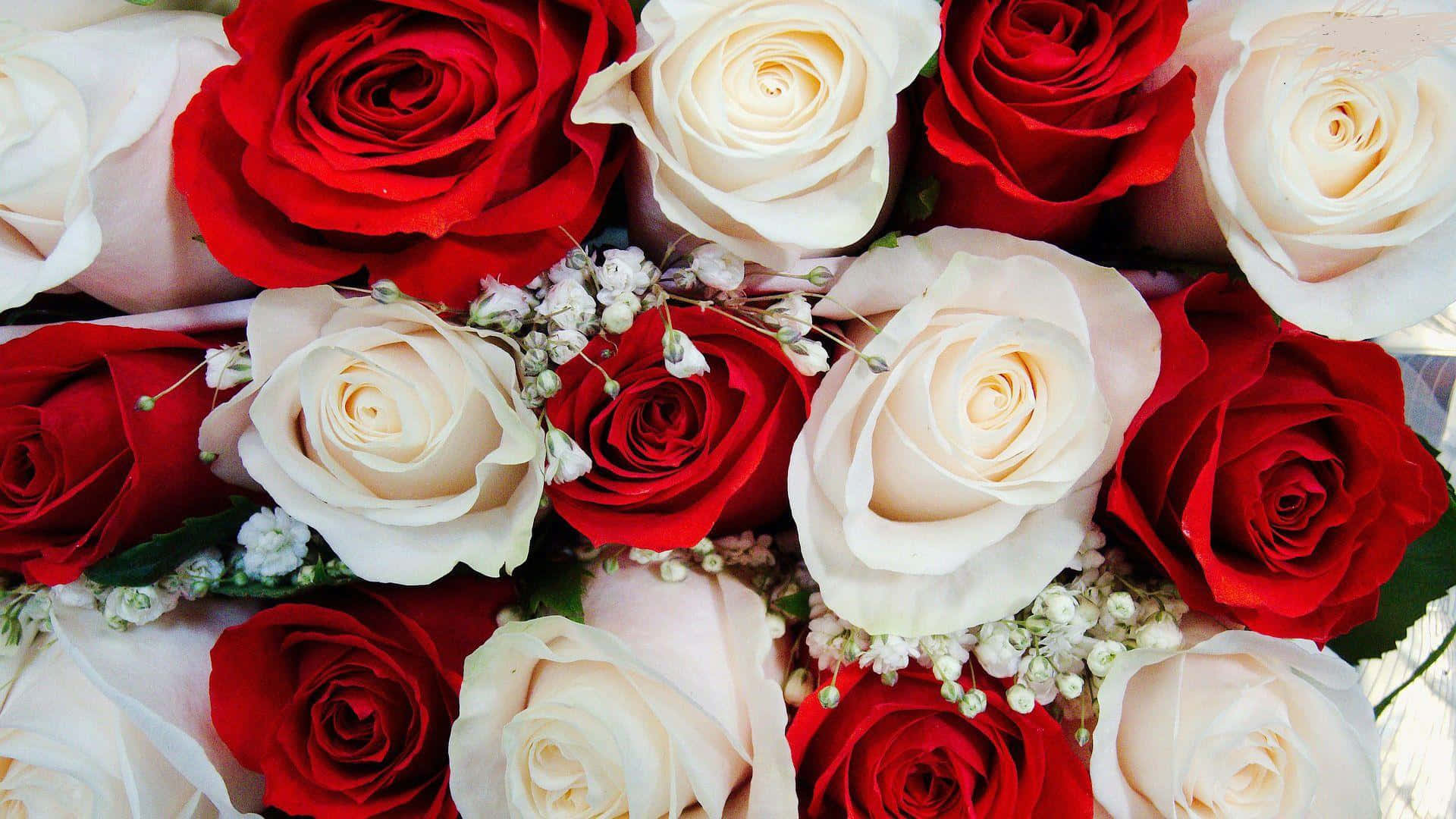 red and white roses, baby's breath, deep red roses, Full HD Desktop Wallpaper