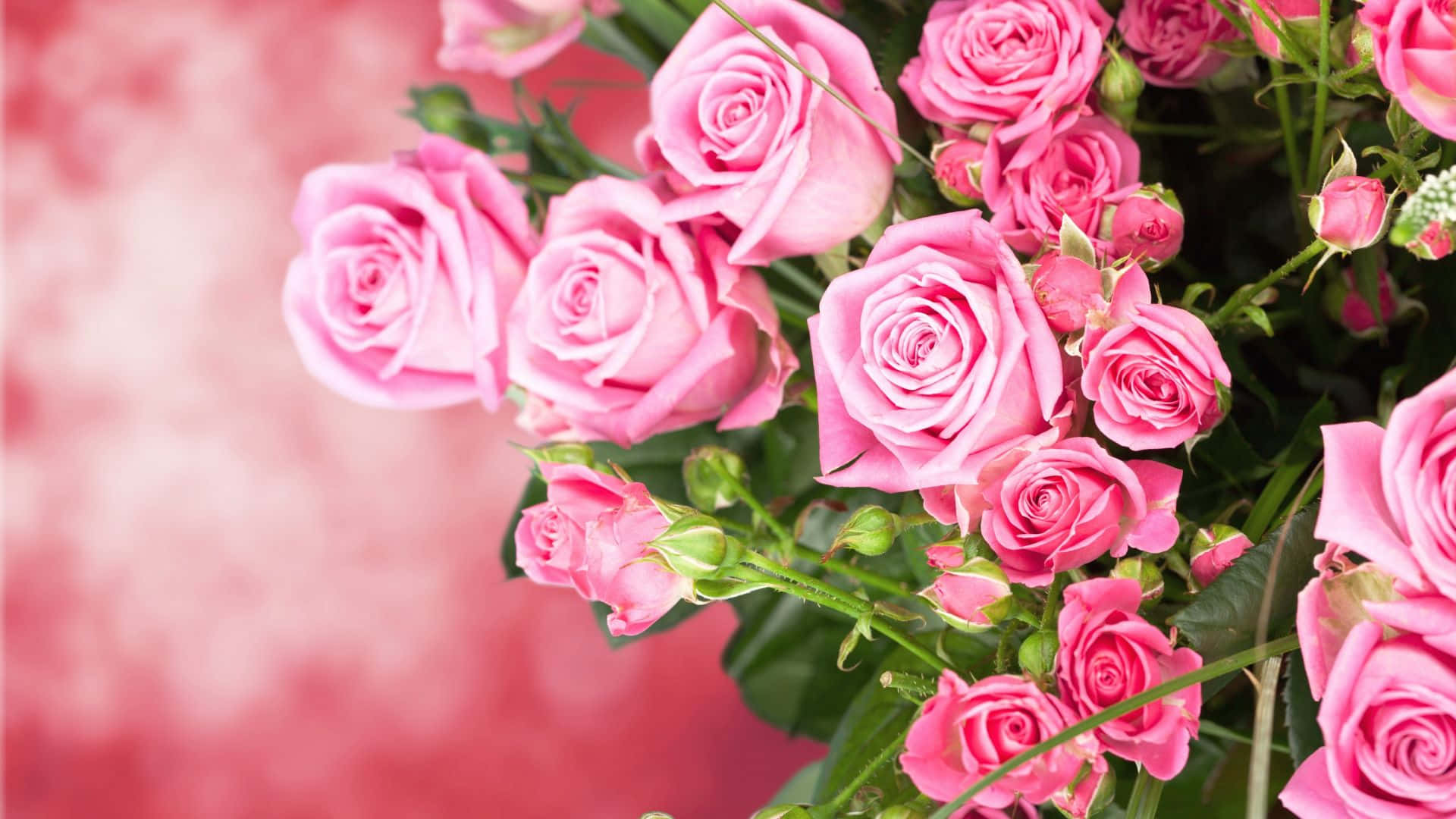 natural pink rose bouquet, blooming pink rose bouquet, vibrant pink roses, Full HD Desktop Wallpaper