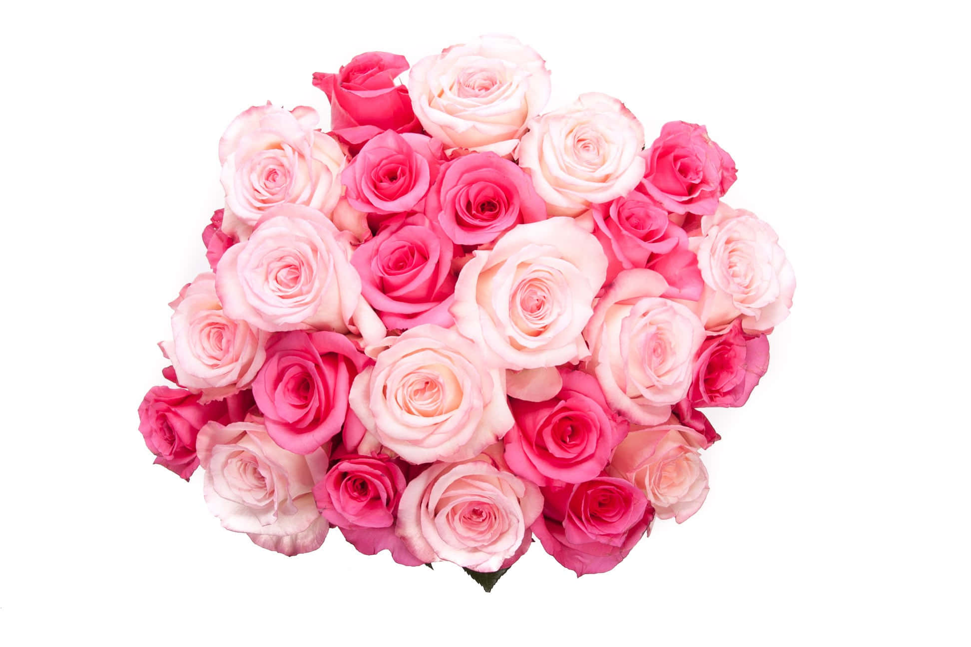 pink rose, blush, magenta, Full HD Desktop Wallpaper