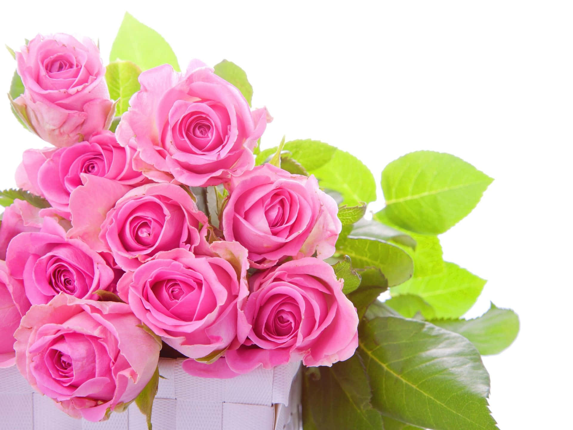pink rose bouquet, pink roses, lush green leaves, Full HD Desktop Wallpaper