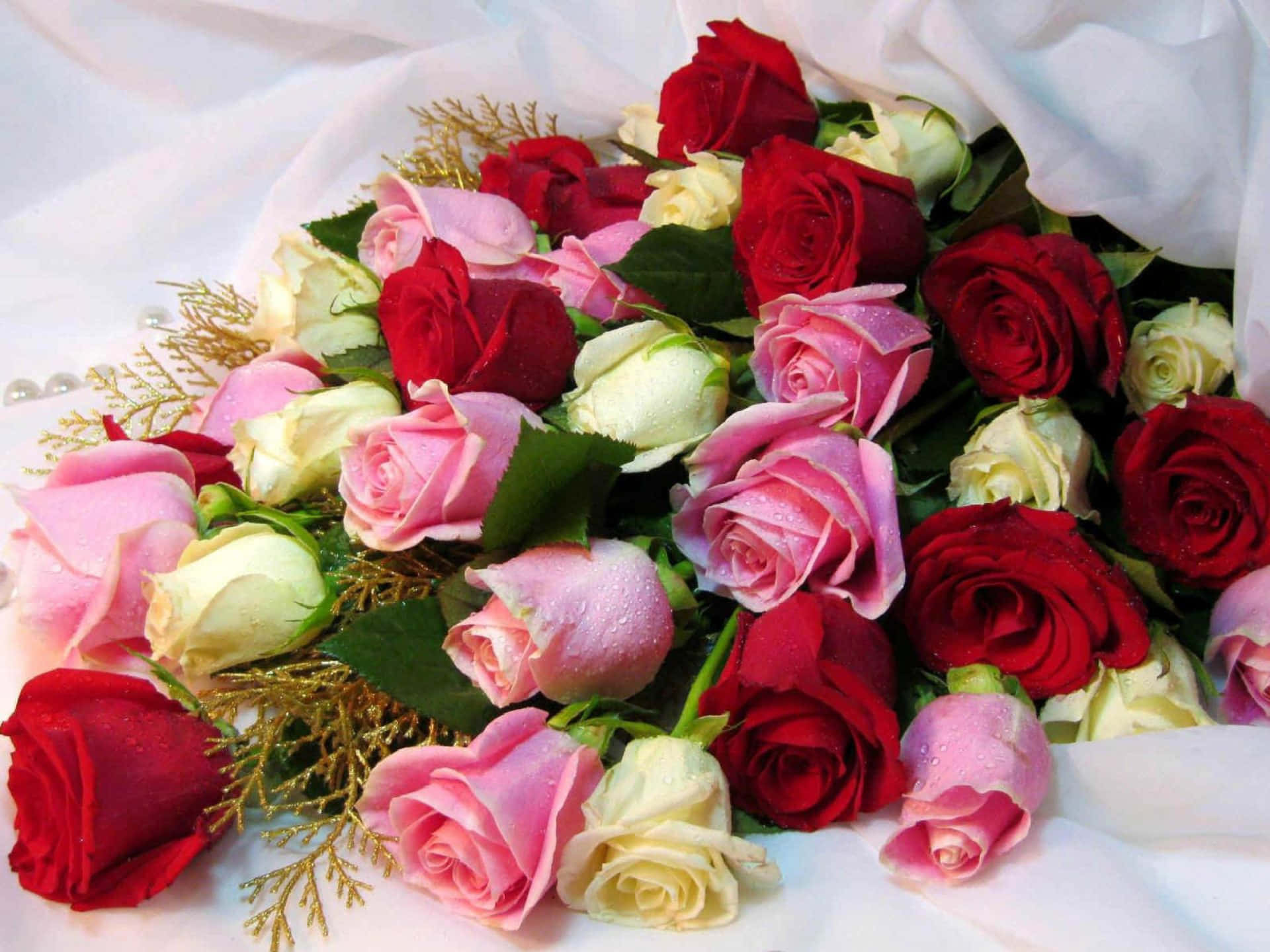 red pink and cream roses, dew drops, white fabric, Full HD Desktop Wallpaper