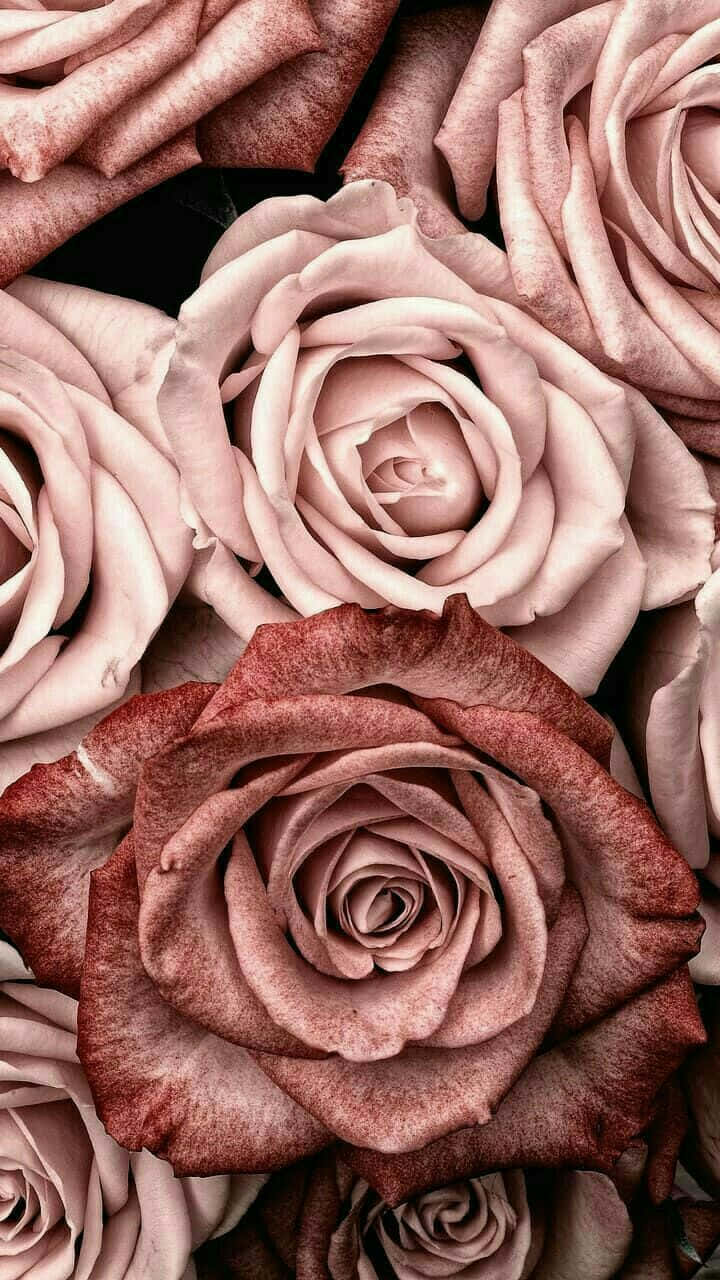 rose gold phone, pink roses, mauve, HD Phone Wallpaper