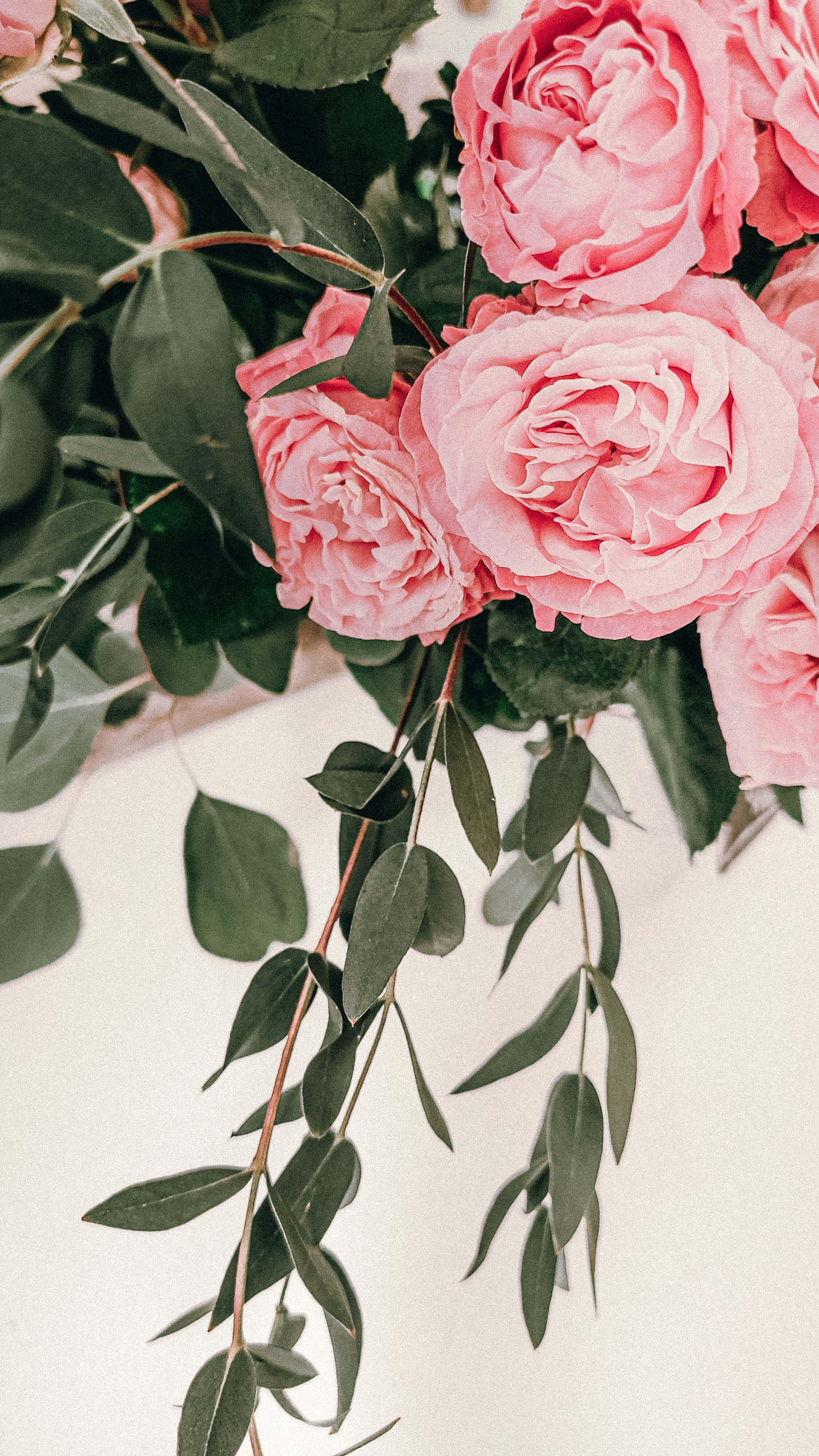 hanging rose, pink aesthetic flowers, soft pink roses, 4K Phone Wallpaper