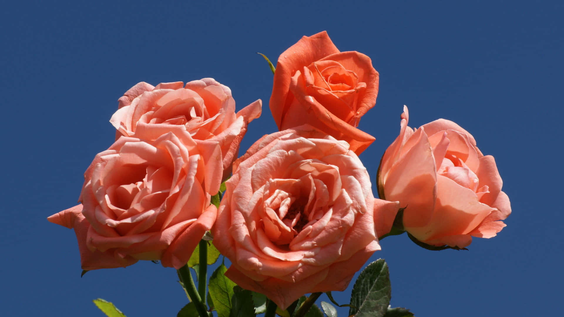 peach roses, vivid blue sky, lush green leaves, Full HD Desktop Wallpaper
