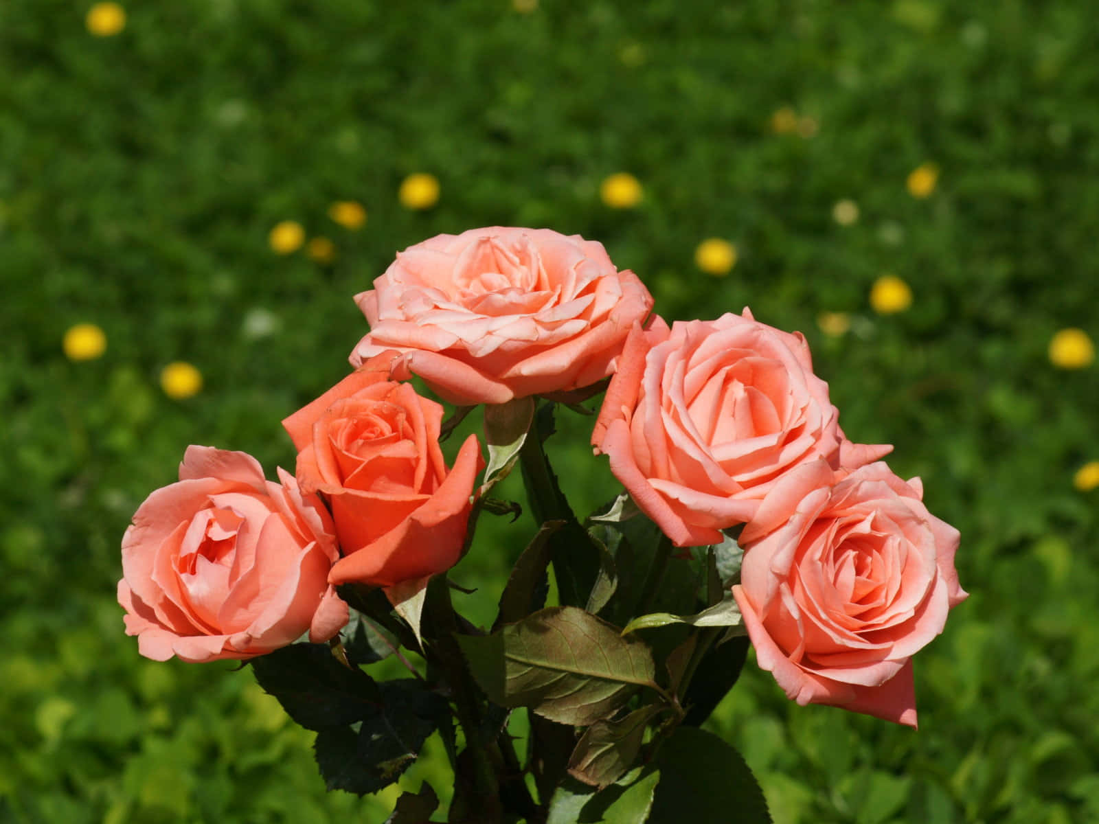 pale orange rose bouquet, soft peach roses, sunlit green field, HD Desktop Wallpaper