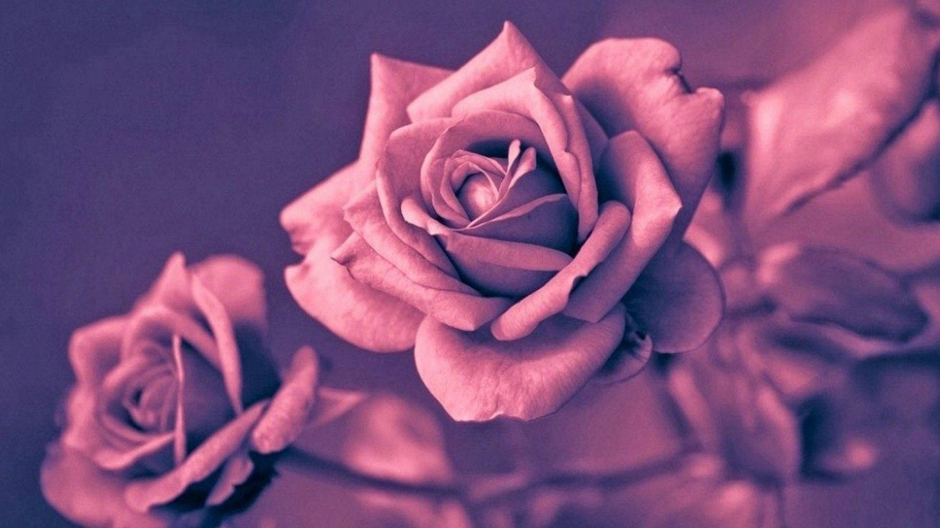 Rose Gold Aesthetic, pink roses, soft purple lighting, Full HD Desktop Wallpaper