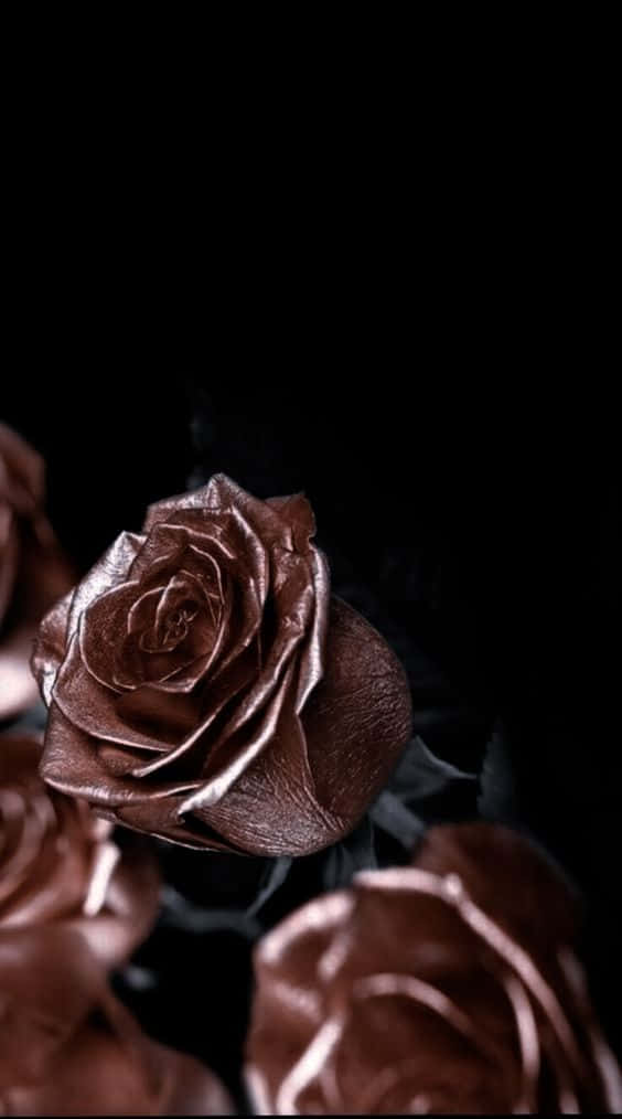 rose gold, black, metallic bronze rose, SD Phone Wallpaper