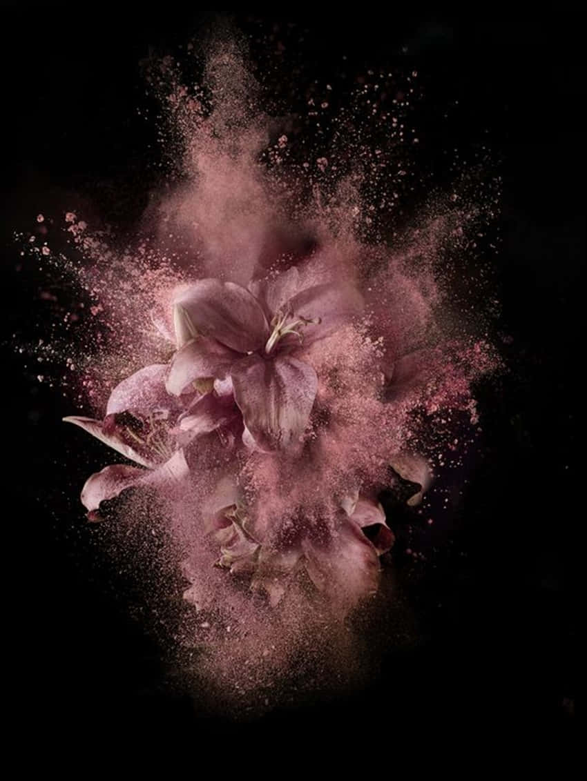 Rose Gold And Black, pink lily, powder explosion, SD Phone Wallpaper