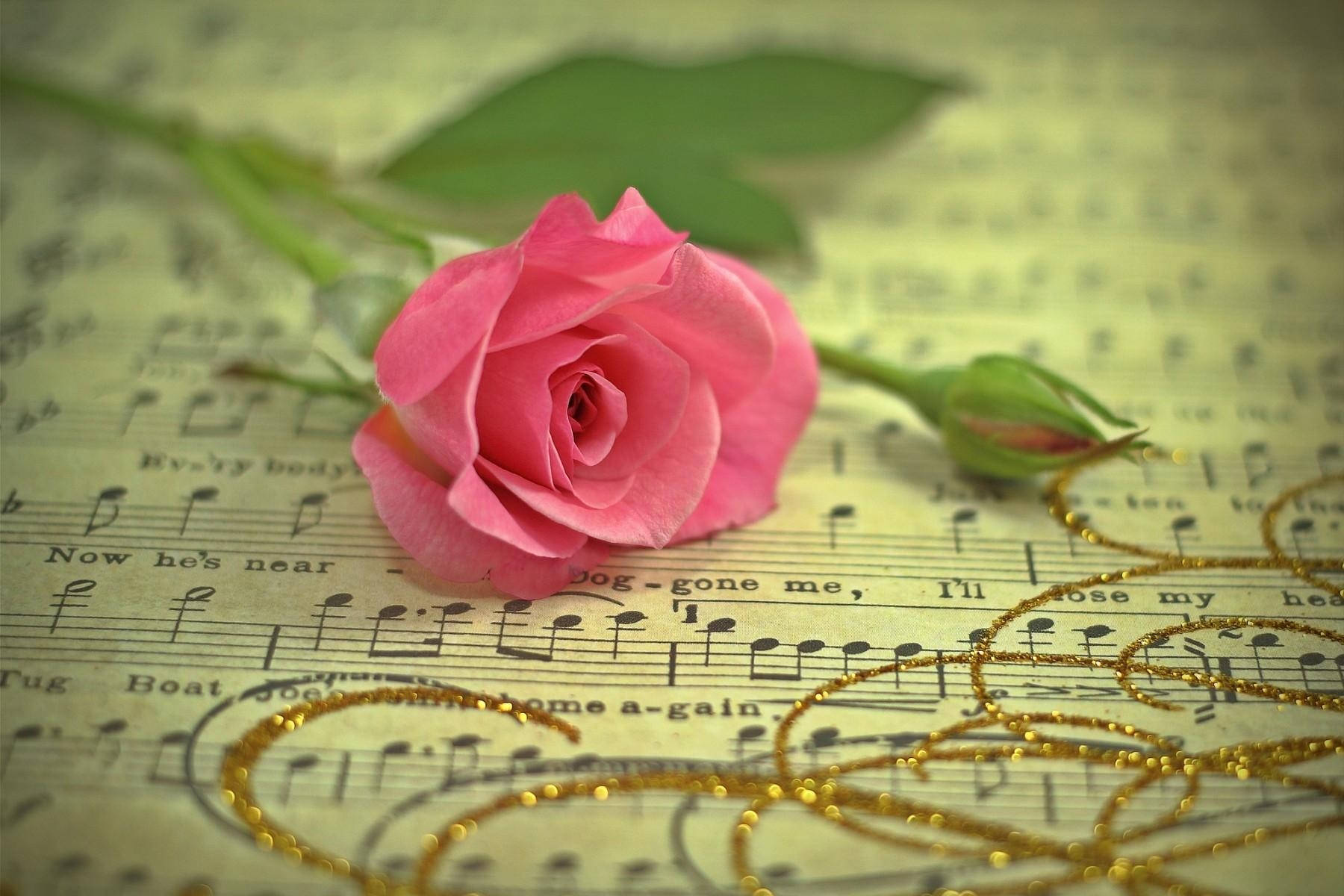 rose gold, pink rose, vintage sheet music, HD Desktop Wallpaper