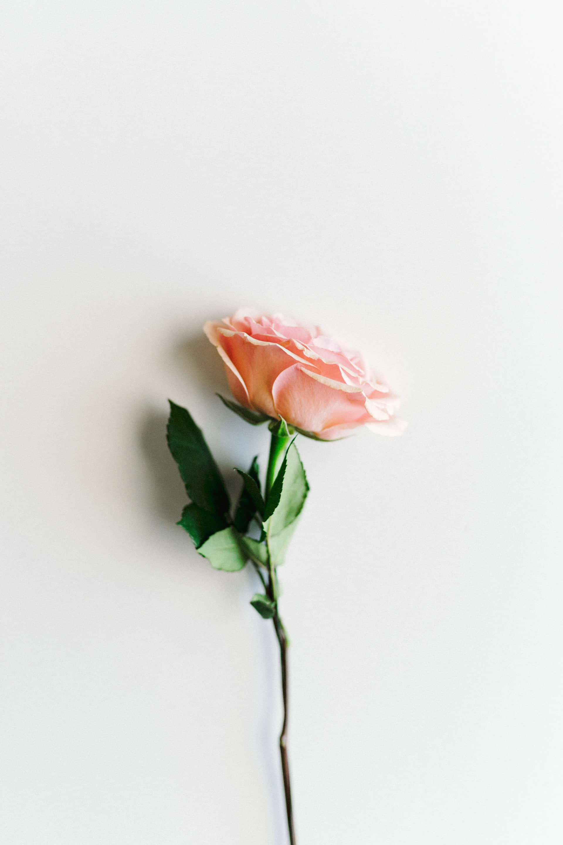 rose gold, pastel rose, pink rose, 2K Phone Wallpaper