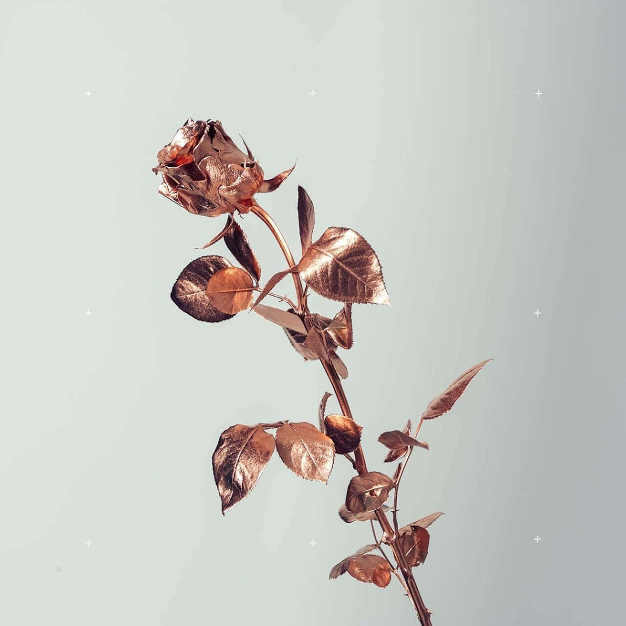 rose gold metallic rose, bronze leaves, pale mint background, HD Desktop Wallpaper
