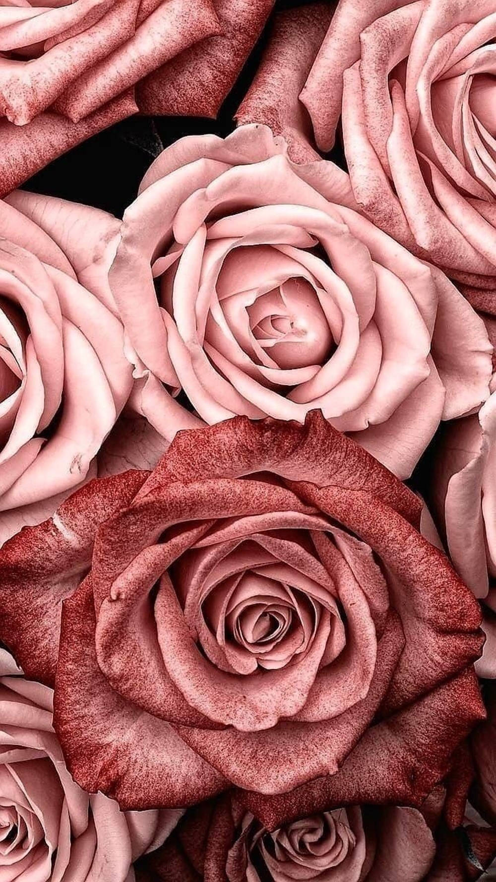 Rose Gold iPad, giant roses, soft pink roses, HD Phone Wallpaper