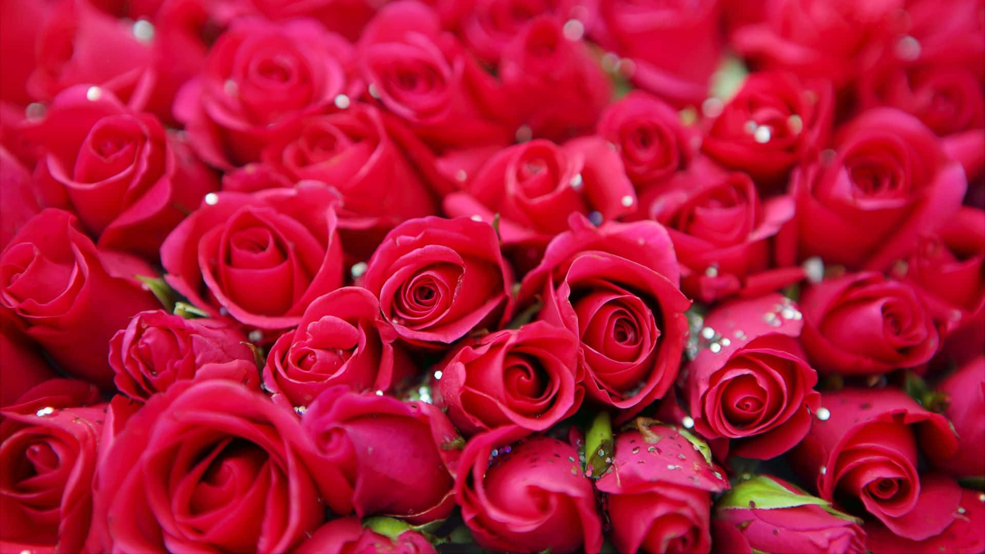 Rose Gold Laptop, vibrant red roses, sparkling glitter droplets, Full HD Desktop Wallpaper