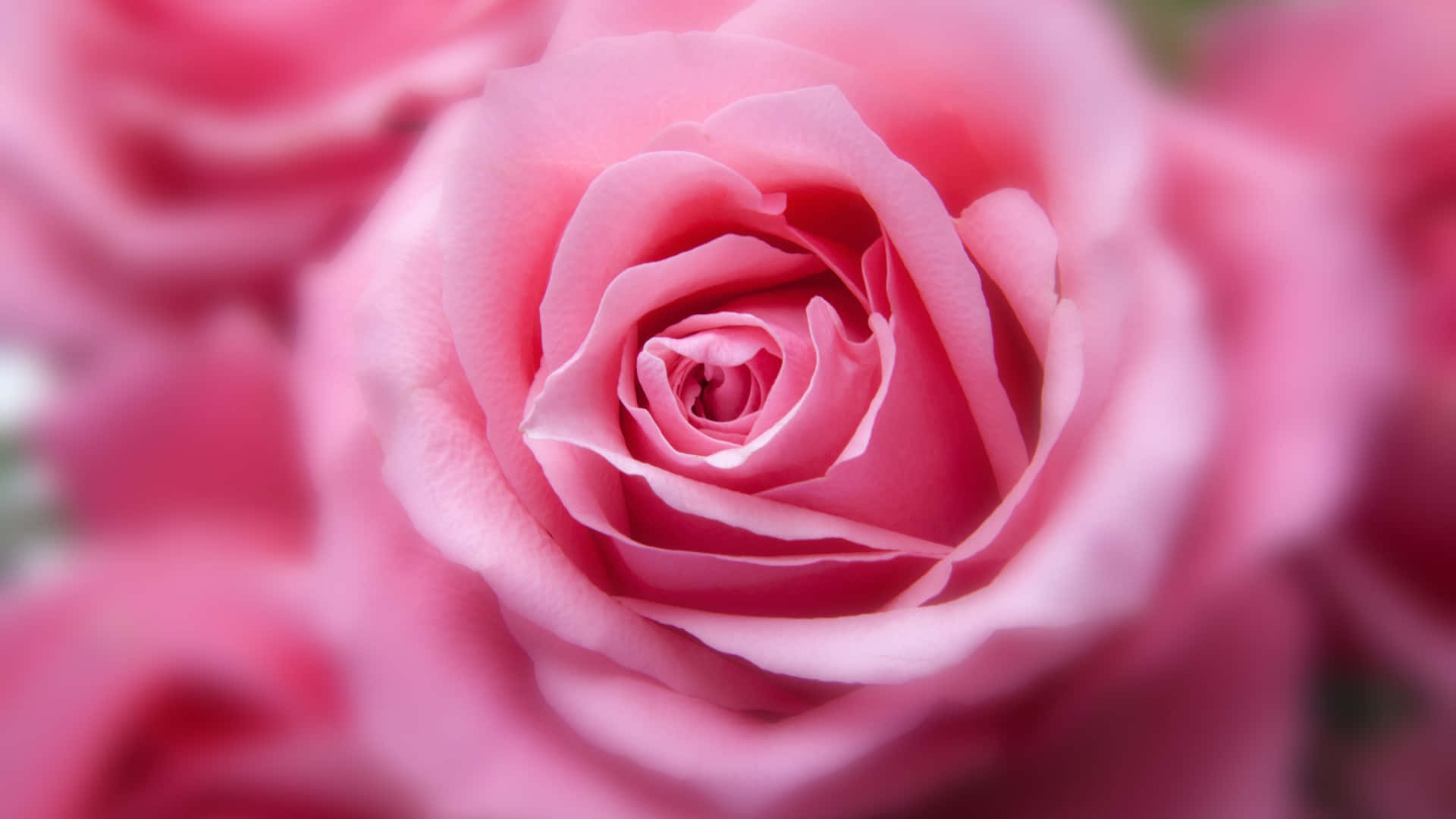 rose gold, soft pink rose, delicate petals, Full HD Desktop Wallpaper