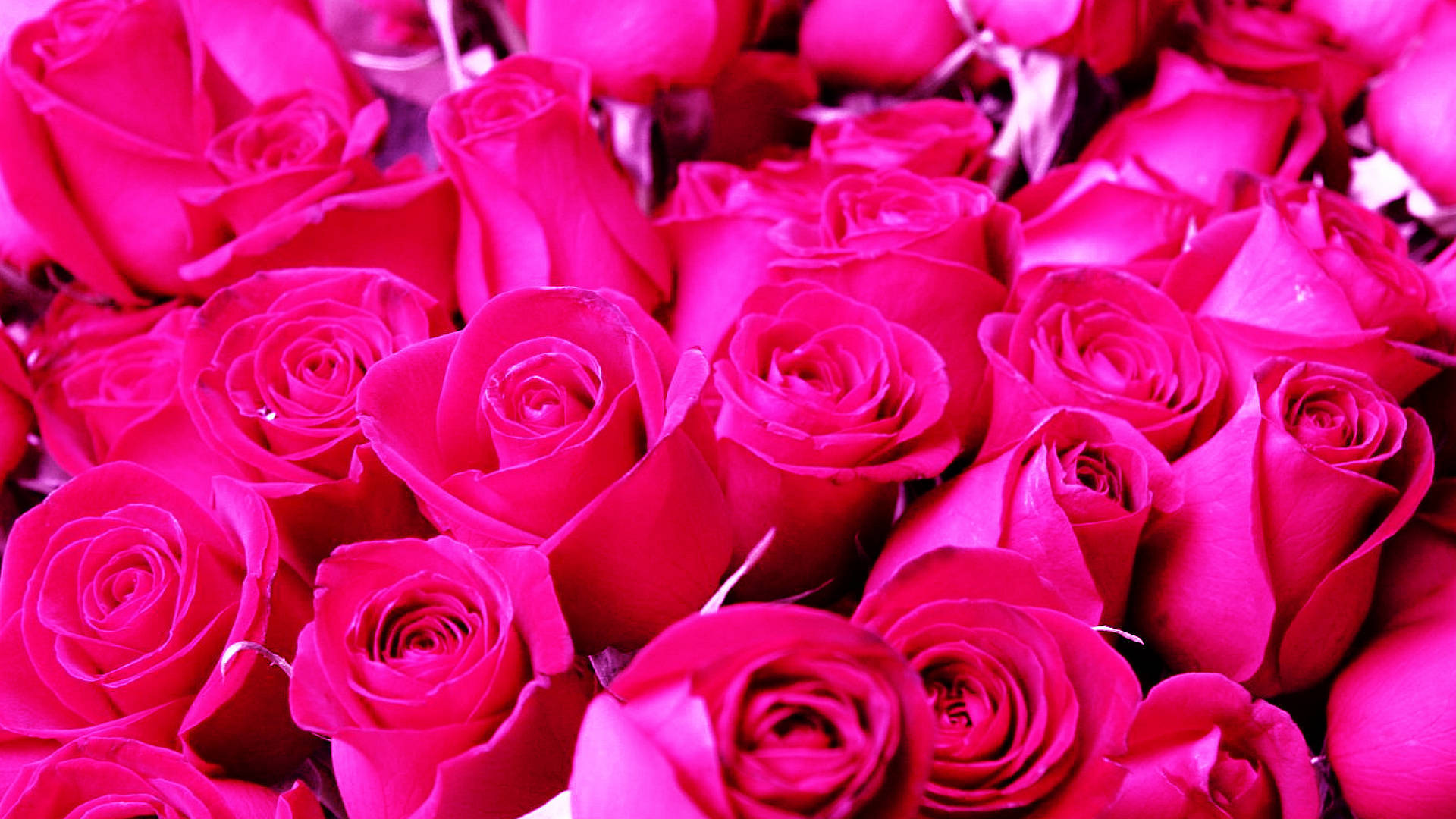 rose, pink aesthetic, tumblr laptop, Full HD Desktop Wallpaper