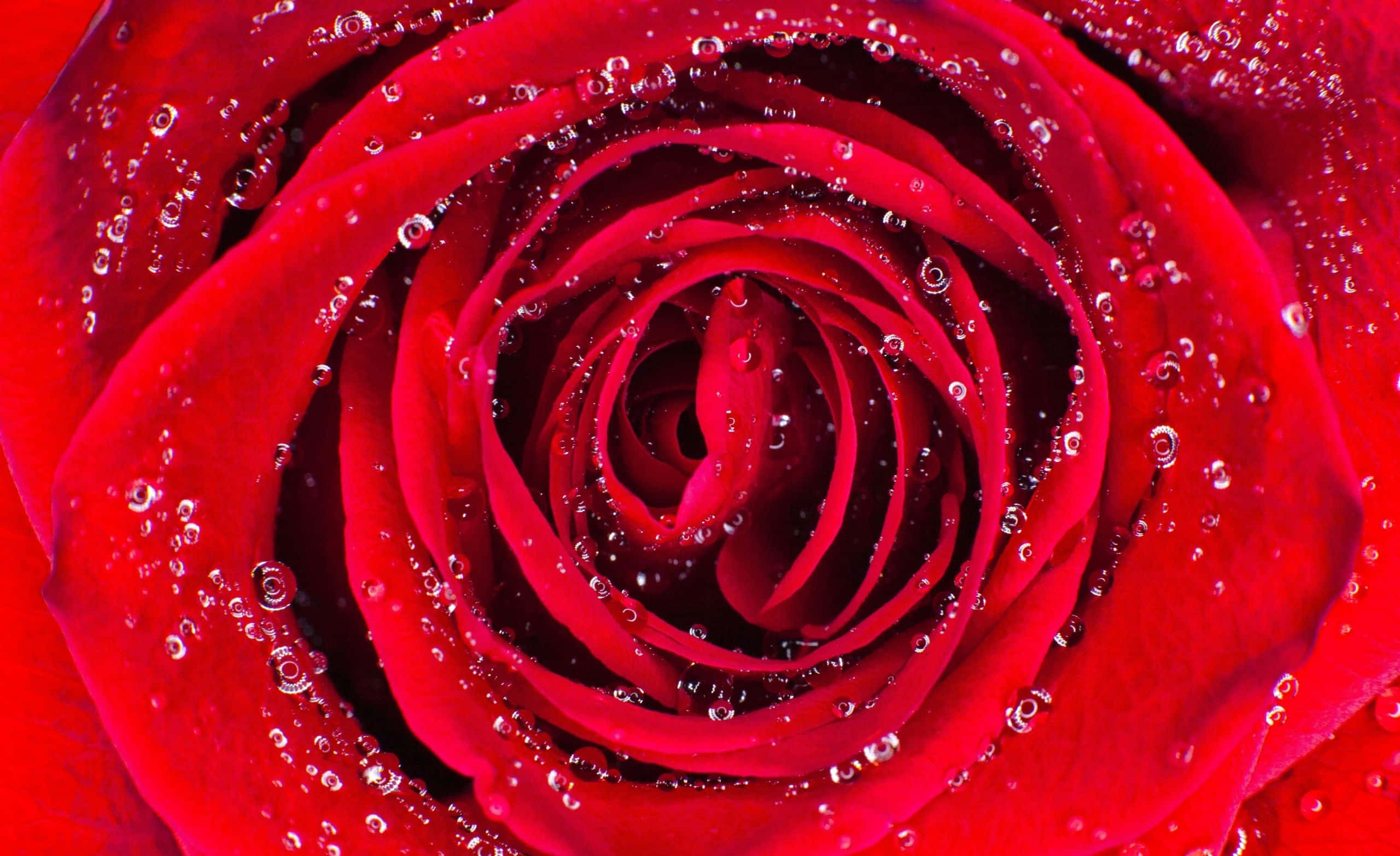 red aesthetic laptop, rose petal, vivid red rose, 2K Desktop Wallpaper