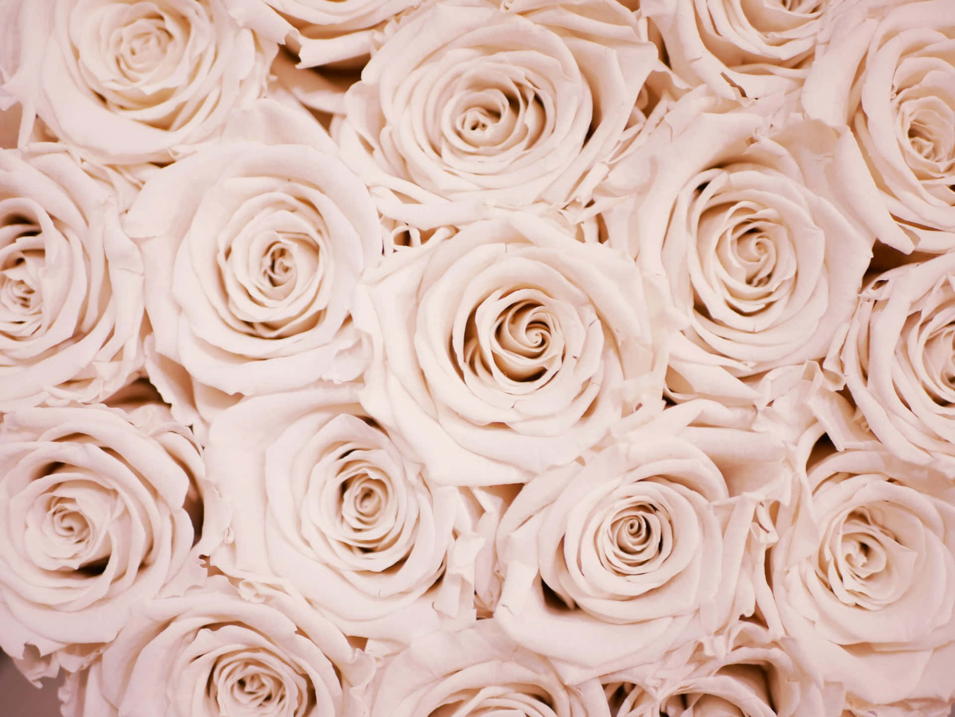 rose gold pastel roses, creamy blush roses, soft layered petals, Full HD Desktop Wallpaper