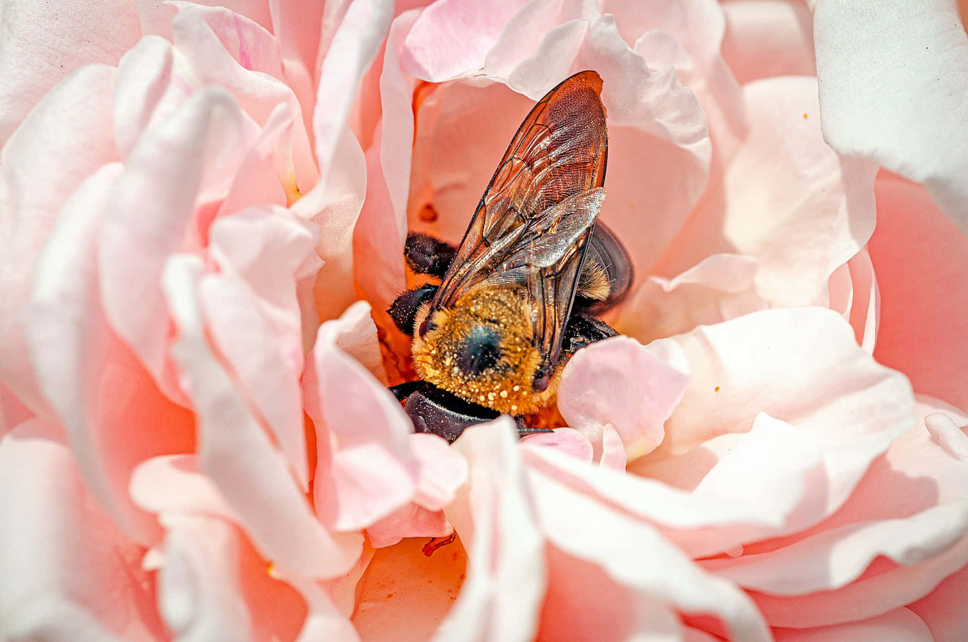 bee, orange bee, dark wings, Full HD Desktop Wallpaper