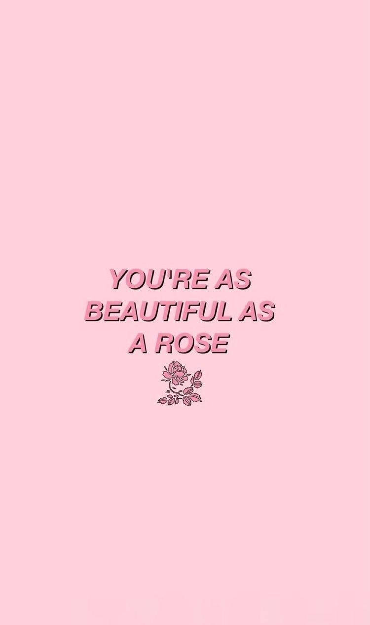 rose, pink, soft pink background, SD Phone Wallpaper