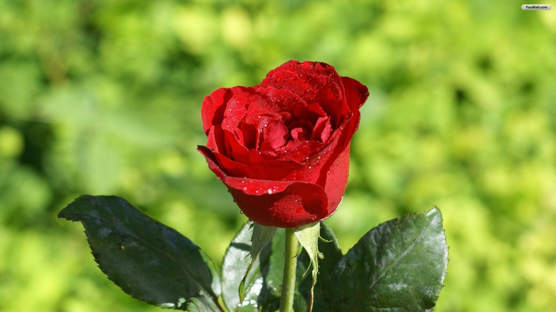 Misty Red Rose HD, vibrant red rose, dewdrops, Full HD Desktop Wallpaper