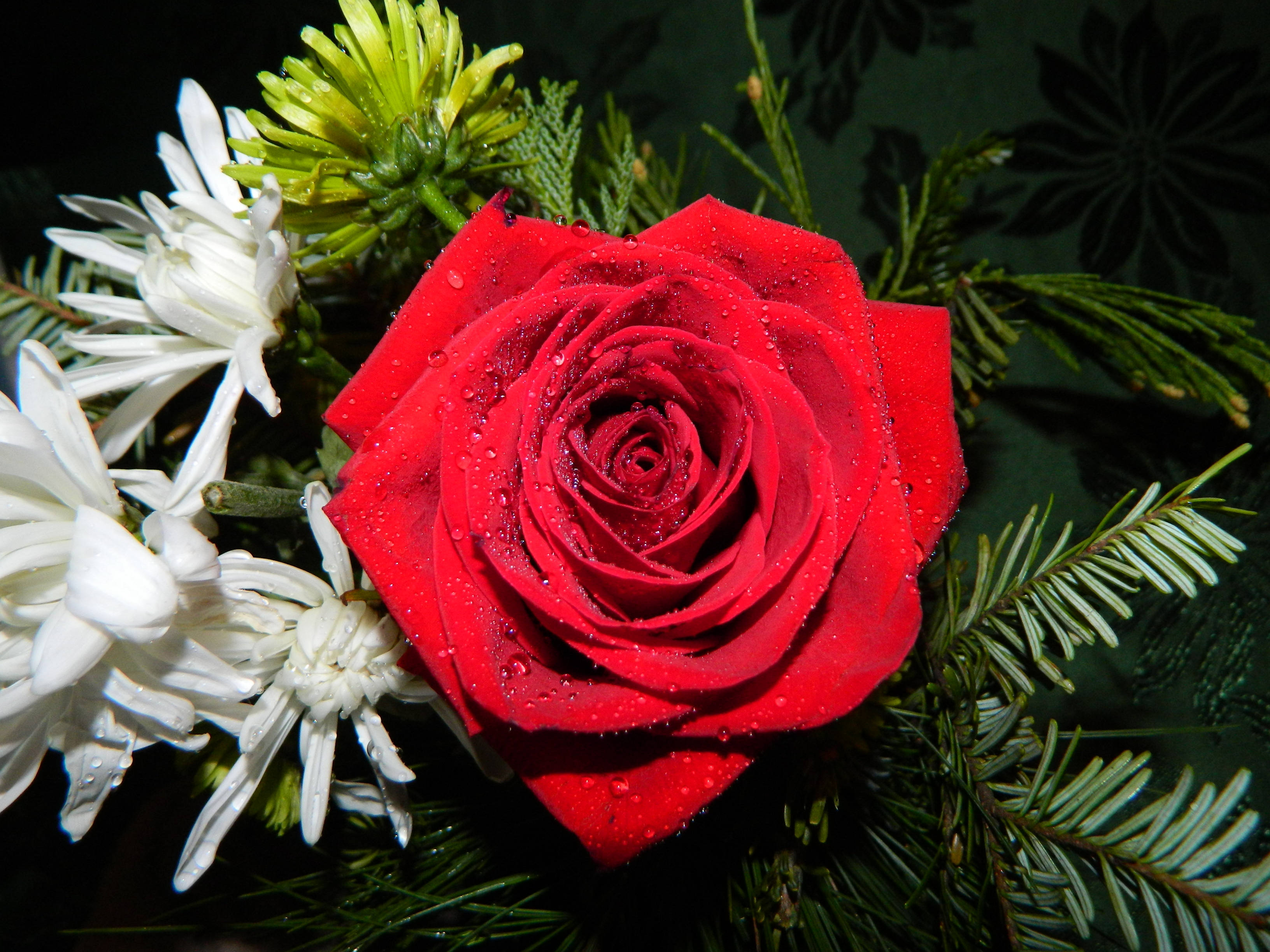 red rose, chrysanthemums, dewdrops, 2K Desktop Wallpaper