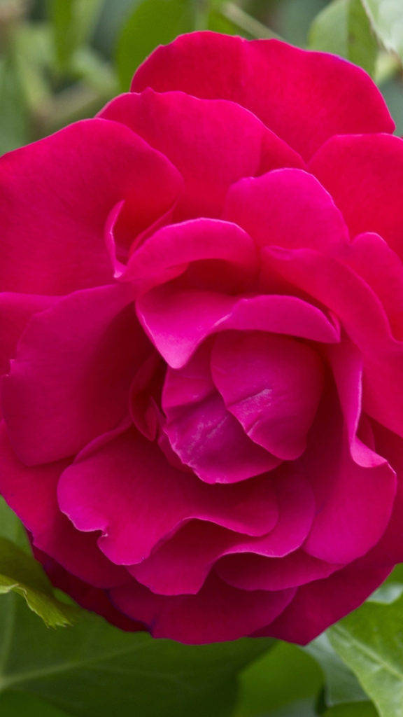dark pink rose, magenta rose, full bloom, SD Phone Wallpaper