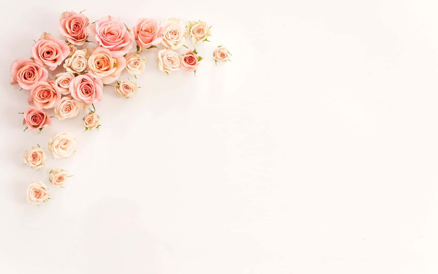 Rose Adornments Laptop, soft pink and cream roses, top left corner, HD Desktop Wallpaper