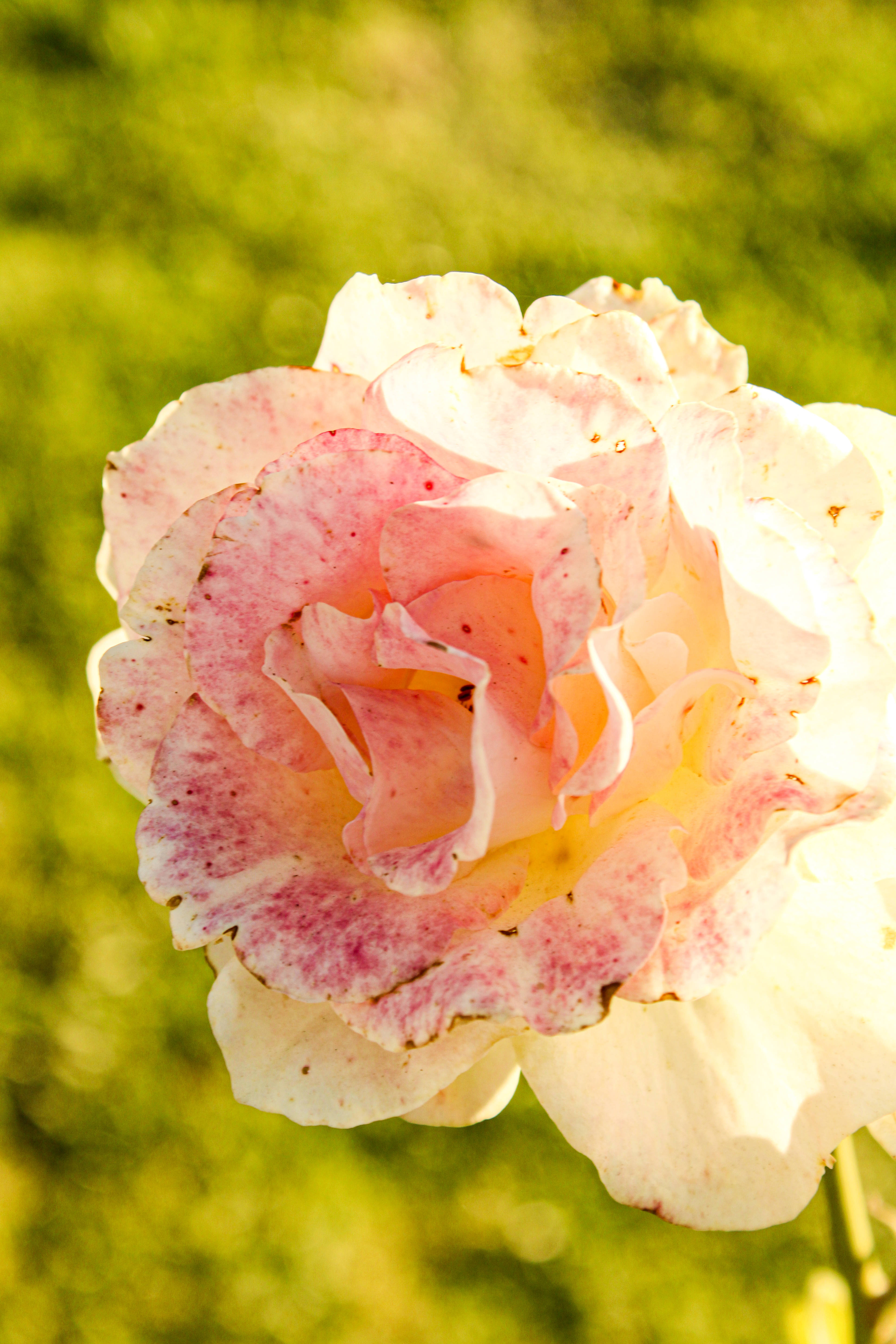 full bloom pink rose, pink and white rose, speckled petals, 5K Phone Wallpaper