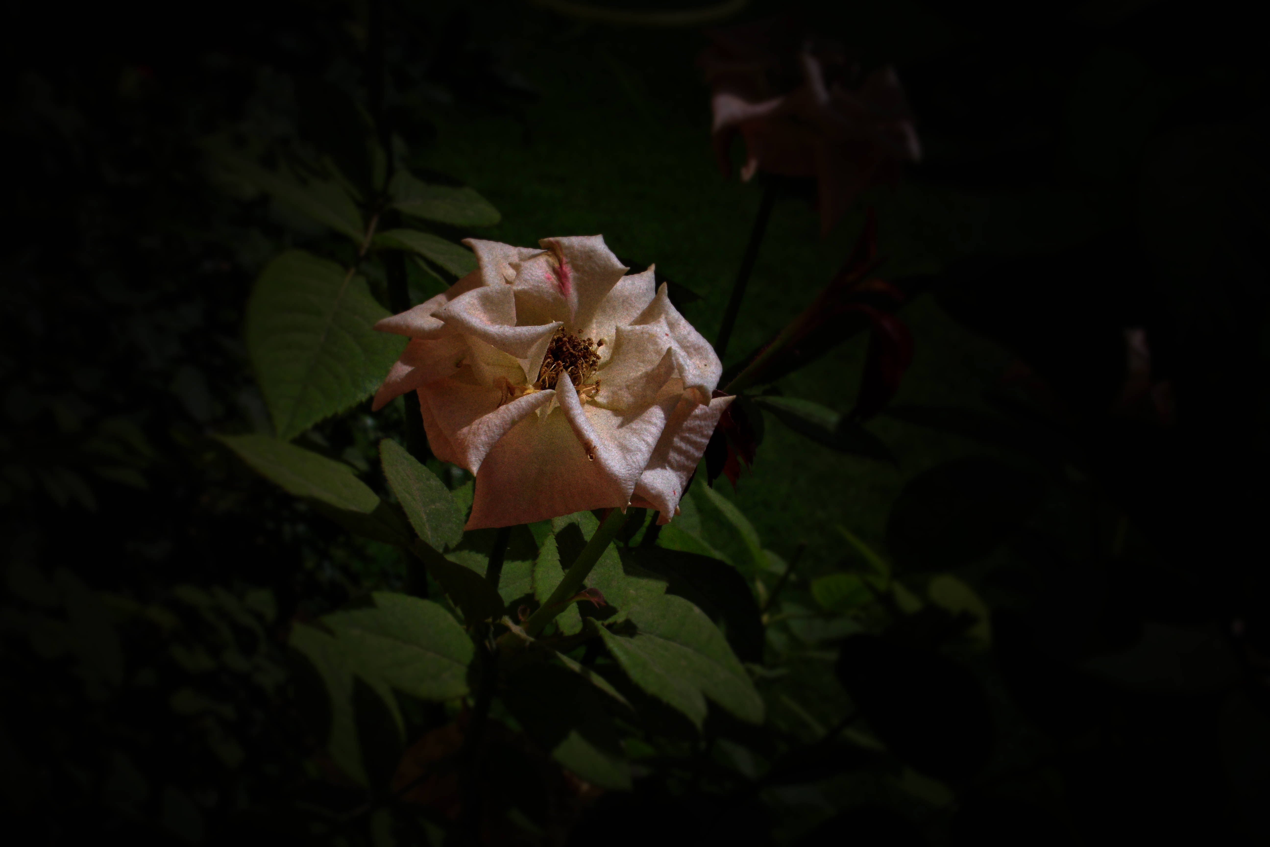 single layer petal pink rose, pale rose, shadowed darkness, 5K Desktop Wallpaper