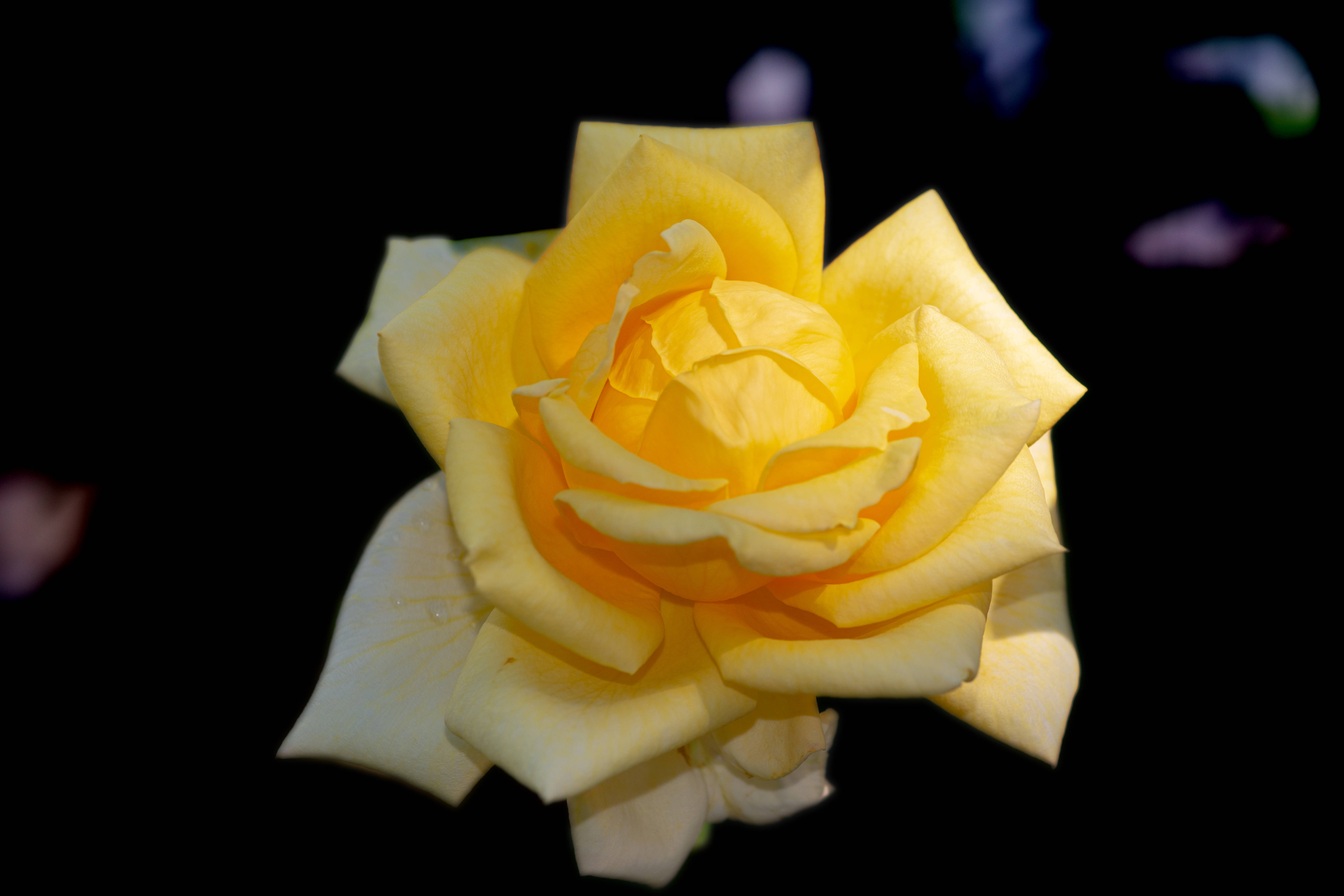 blossoming yellow rose, yellow rose, black background, 5K Desktop Wallpaper