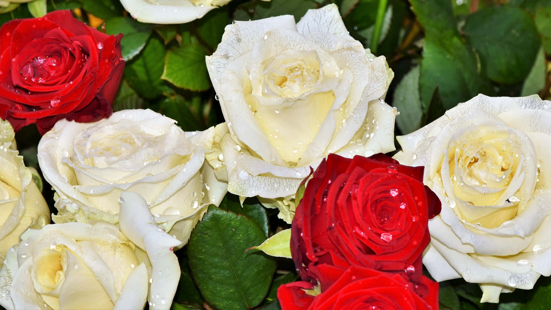 red and white roses, dewdrops, lush green foliage, Full HD Desktop Wallpaper