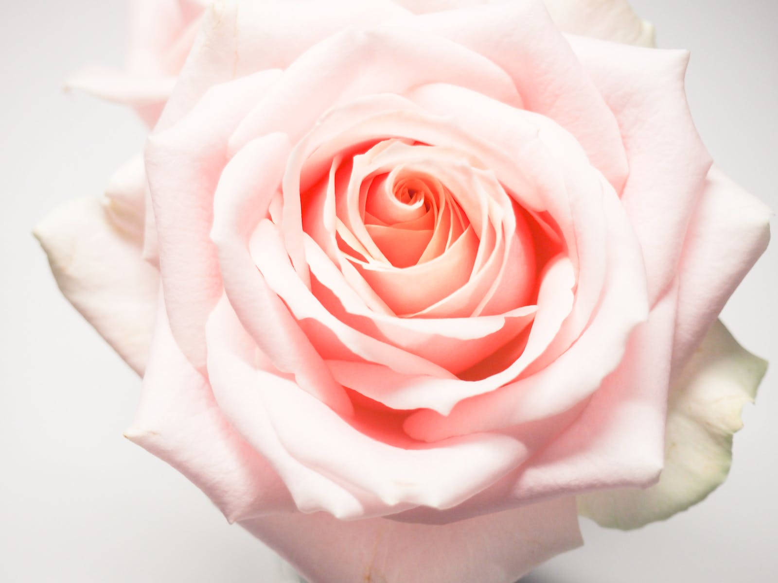 light pink full bloom rose, softly layered petals, clean white background, HD Desktop Wallpaper